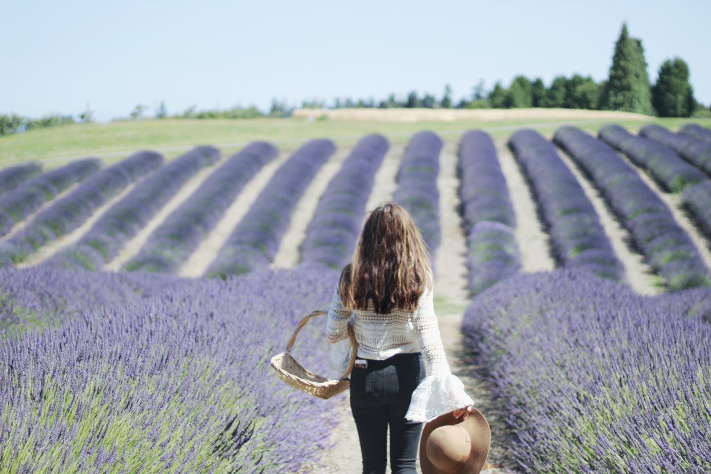 California lavender fields - Palm Trees and Pellegrino California travel tips