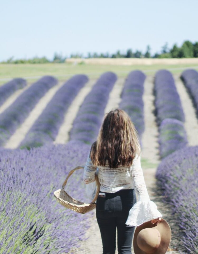 Seattle Lavender Fields: Day Trip to Sequim, Washington
