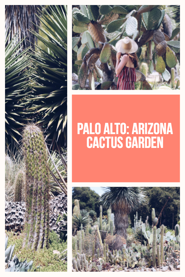 Hidden Palo Alto Stanford University's Arizona Cactus Garden
