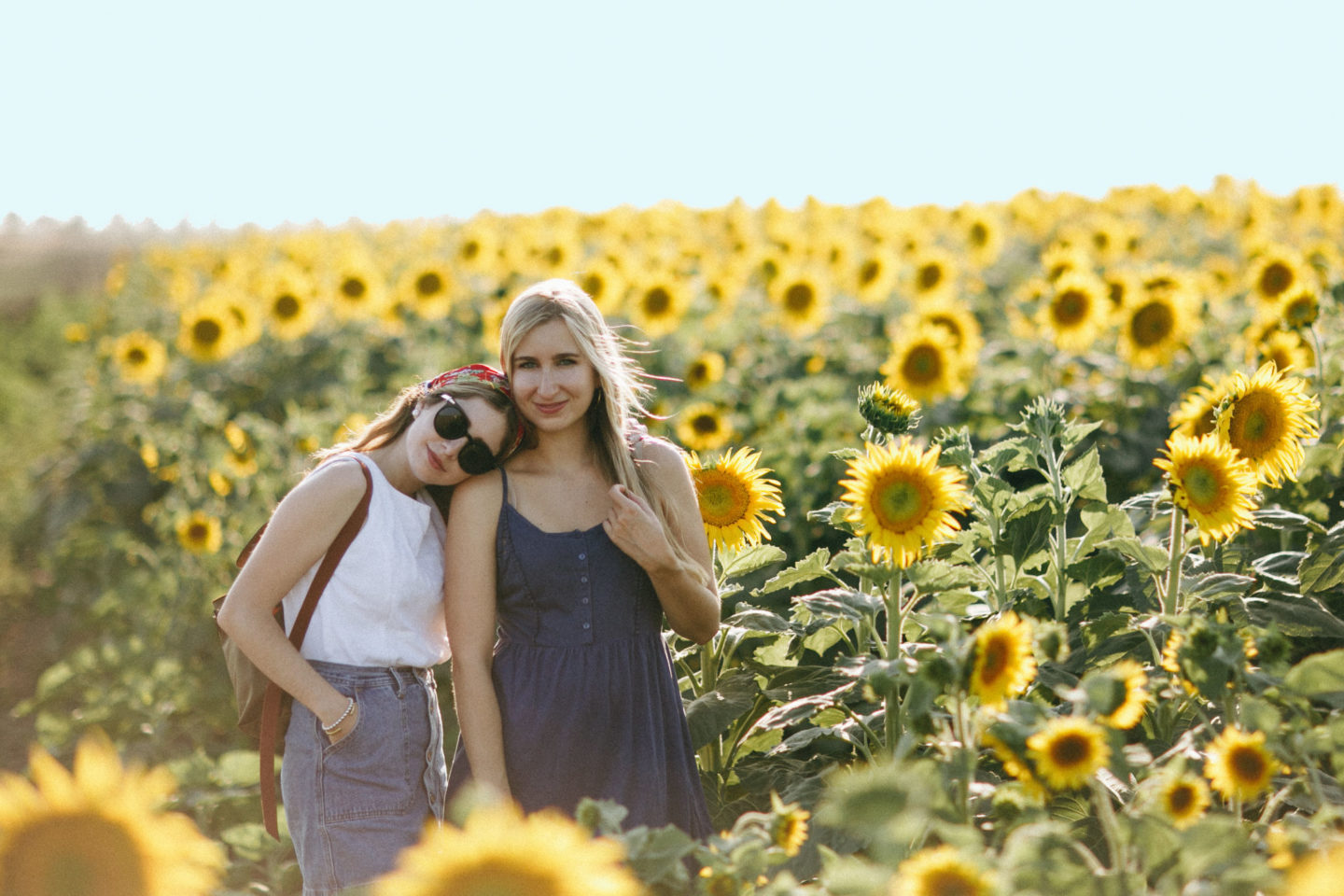 Davis California sunflower fields - Palm Trees and Pellegrino California travel tips