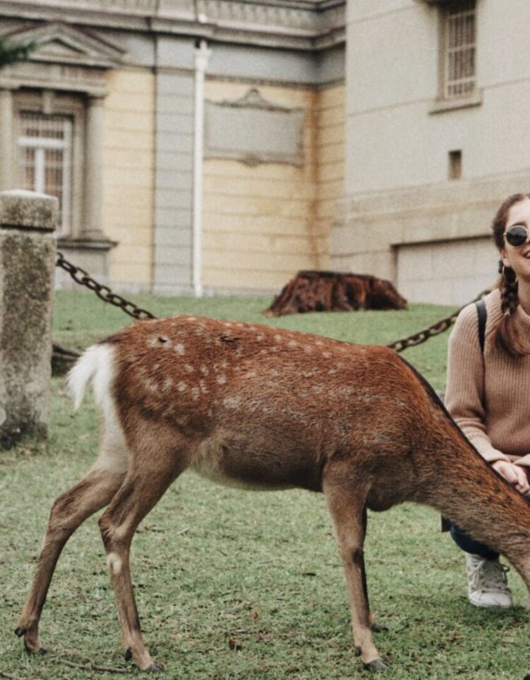 nara_deer_japan