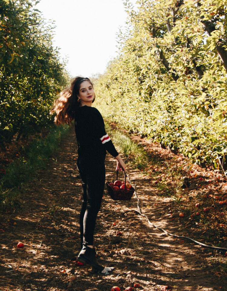 Fall Bucket List: Apple Picking & Pumpkin Pie in the Bay Area, CA