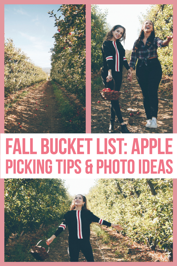 bay_area_apple_picking