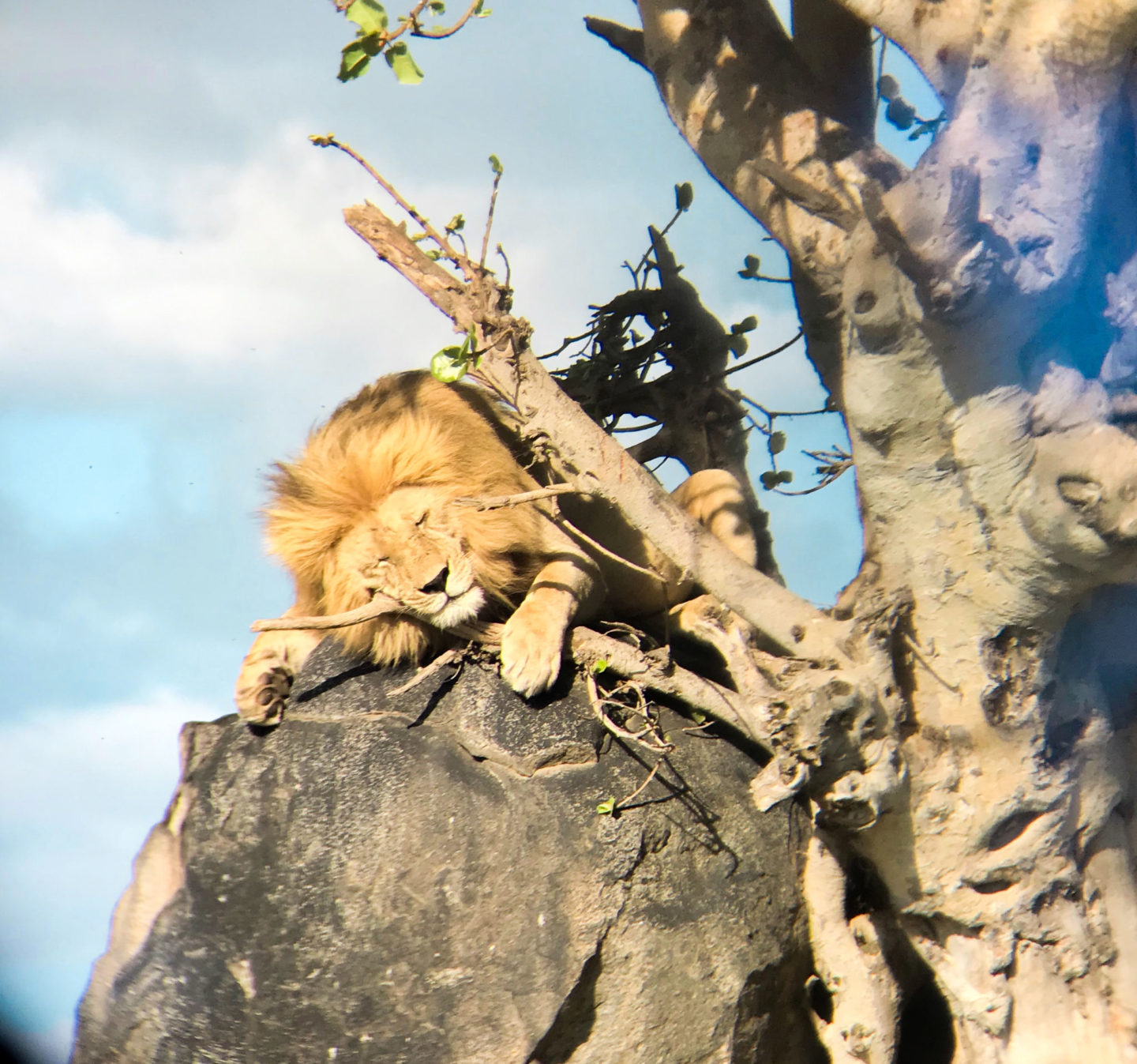 lion_african_safari_tanzania