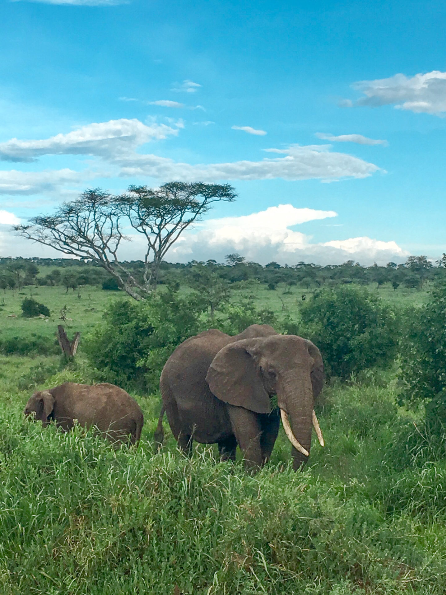 Tanzania_elephants