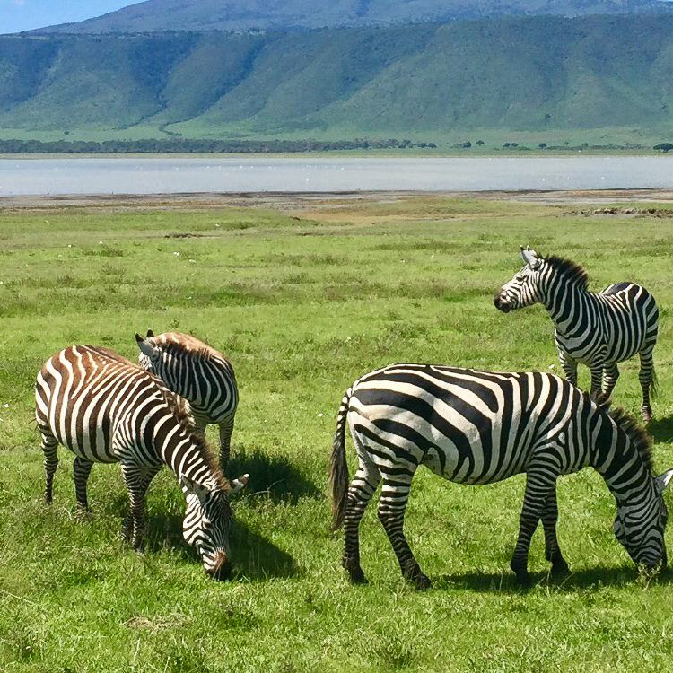 zebra_africa_safari