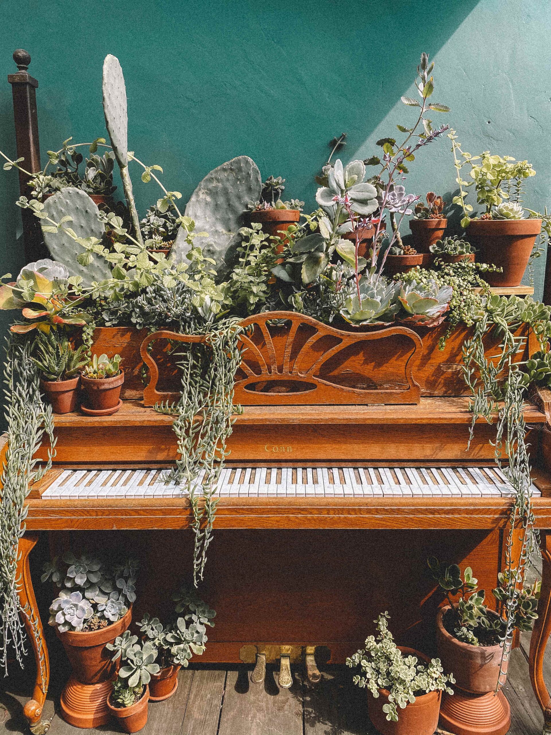 Things to do in Old Town San Diego Garden Coffee, piano covered in potted plant and succulents