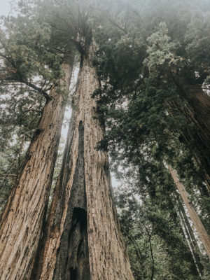 sequoia_hike_big_basin_santa_cruz