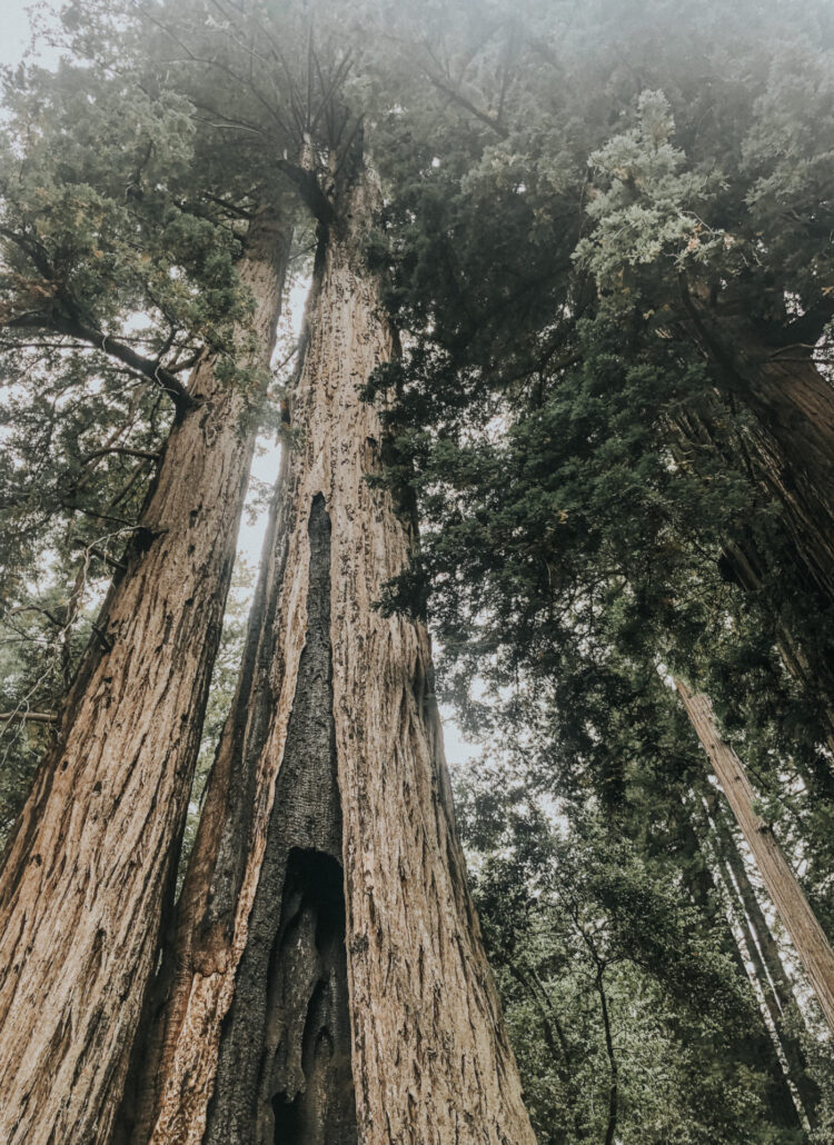 Easy Bay Area Redwood Hike: Sequoia Trail in Big Basin National Park