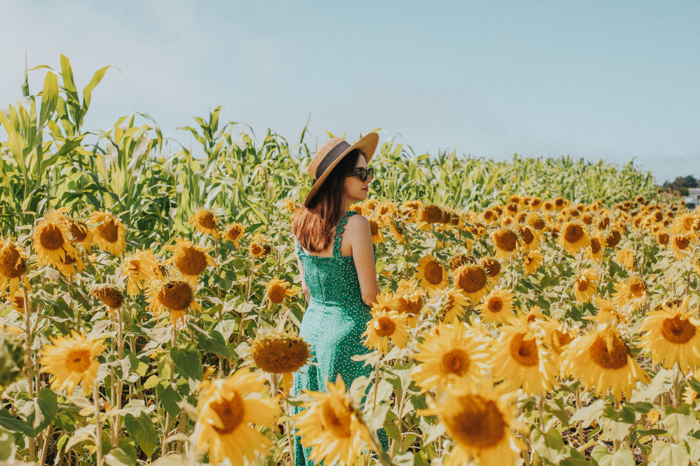 bay_area_sunflower_fields