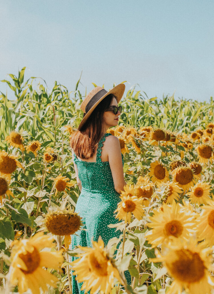 Bay Area Sunflower Fields in Half Moon Bay: Bay Area Day Trip