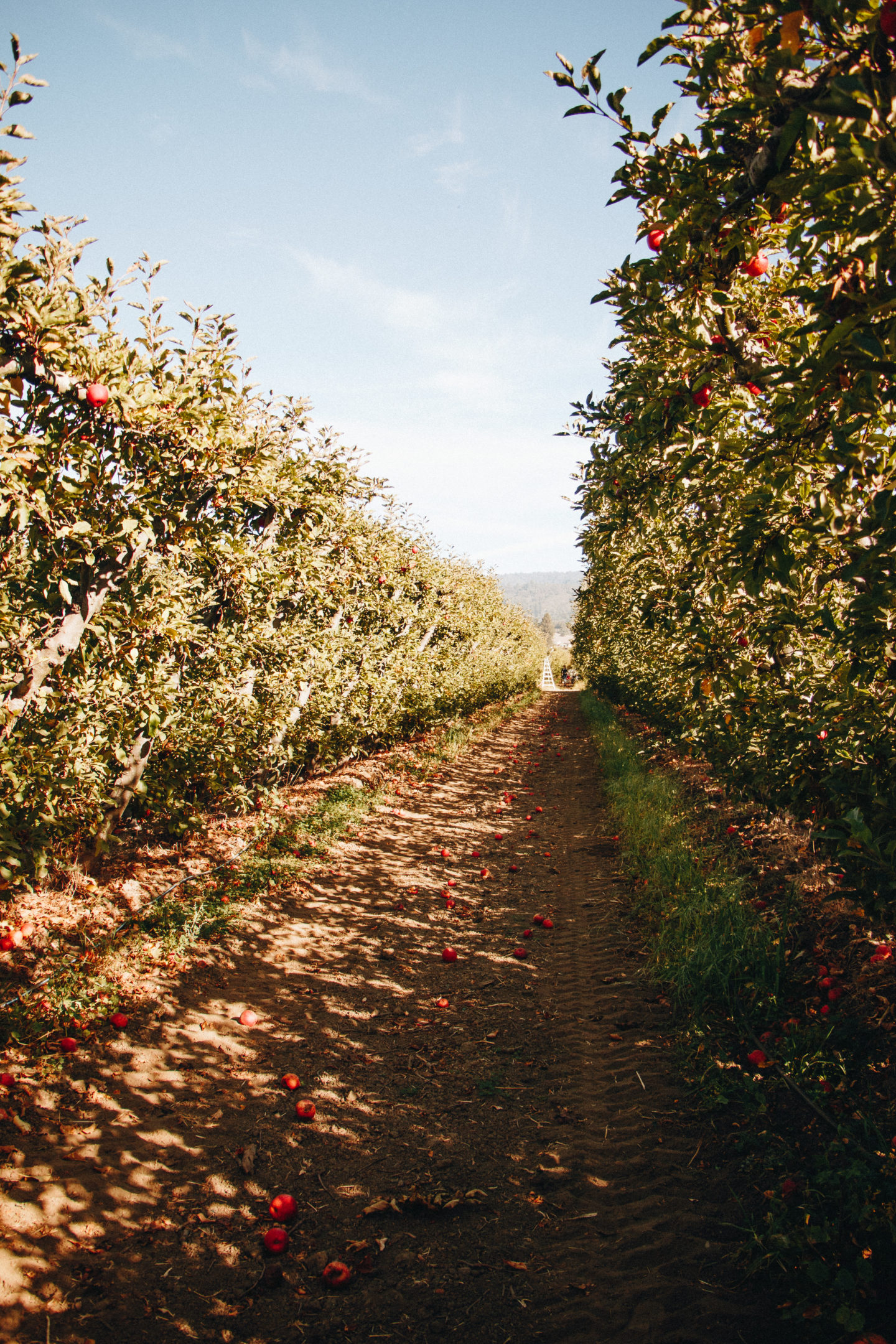 bay area fall live earth farm apple picking