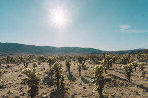 cholla_cactus_garden