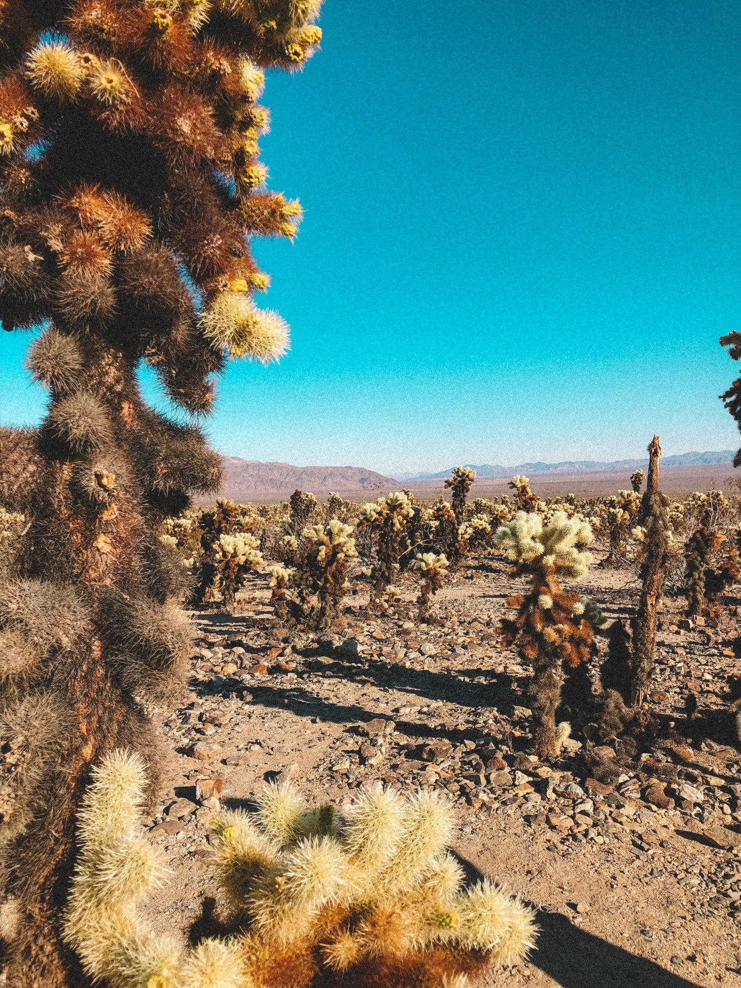 cholla_cactus_garden