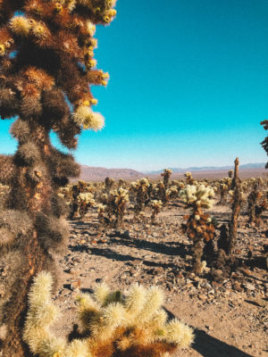 cholla_cactus_garden