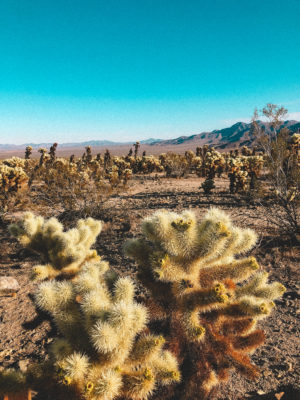 cholla_cactus_garden