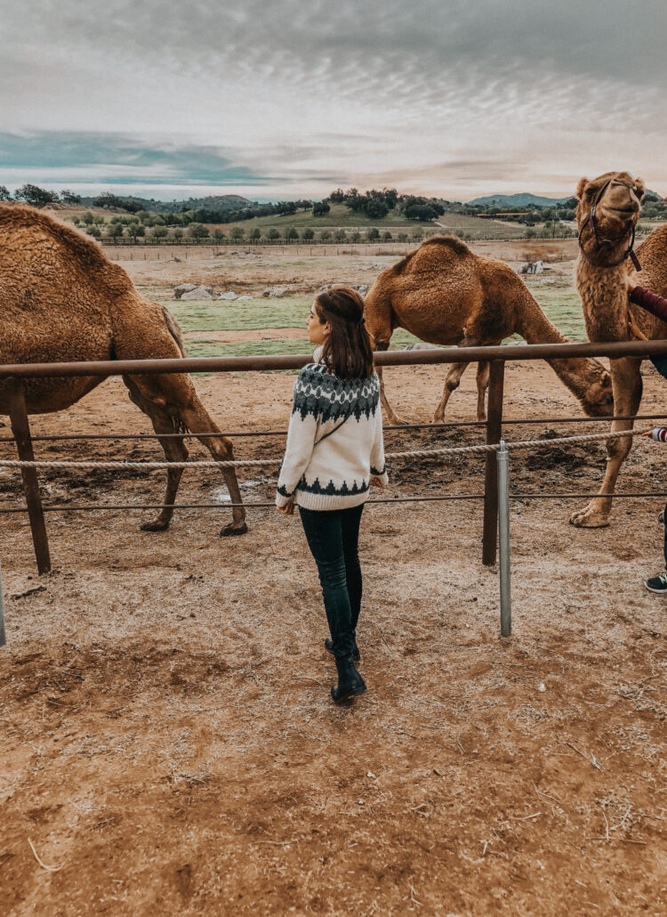 camel_farm_julian