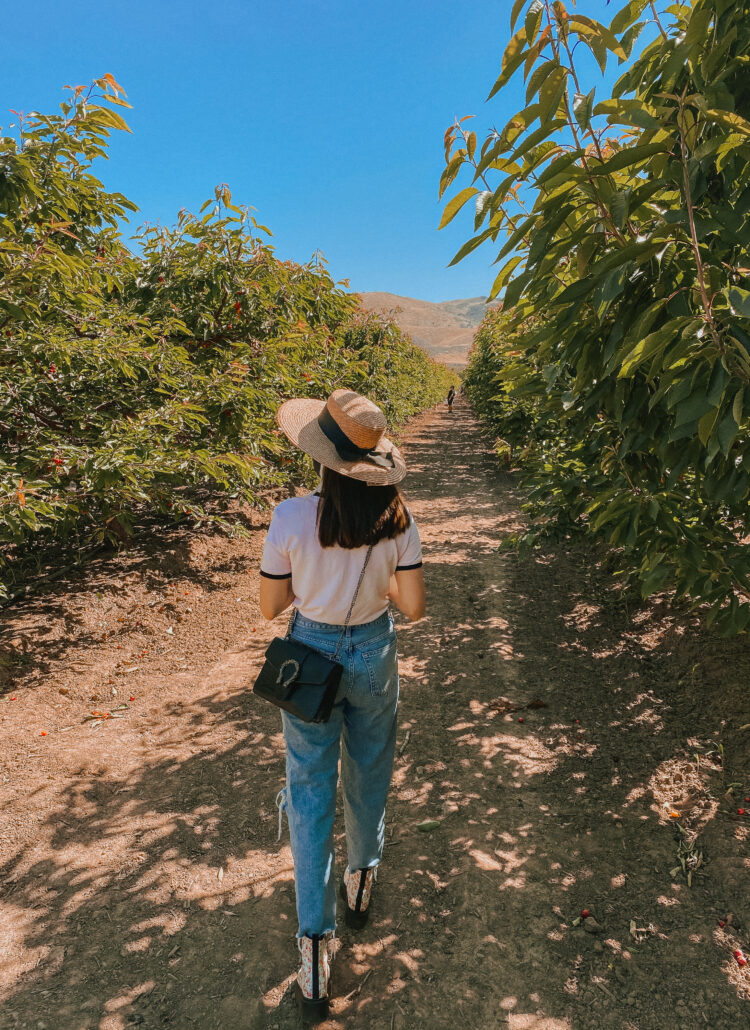 Bay Area Cherry Picking: Things to do in the Spring in the Bay Area