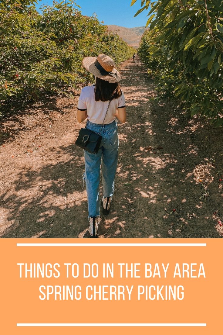 bay_area_cherry_picking