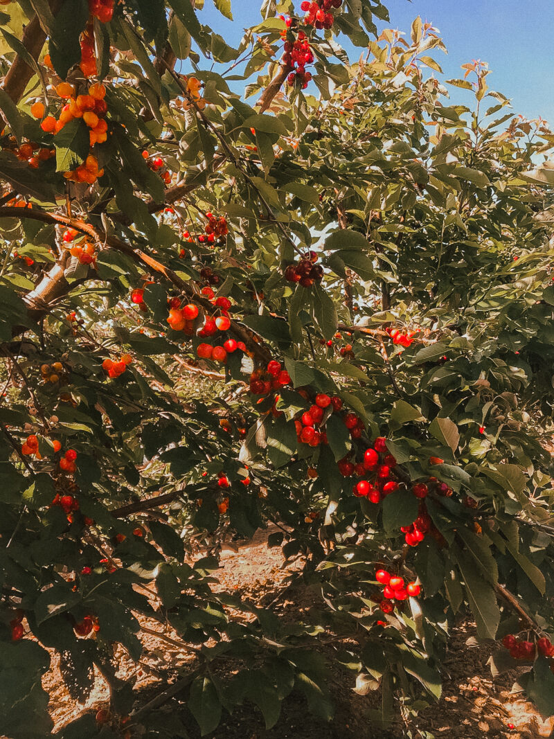 Bay Area Cherry Picking Things to do in the Spring in the Bay Area