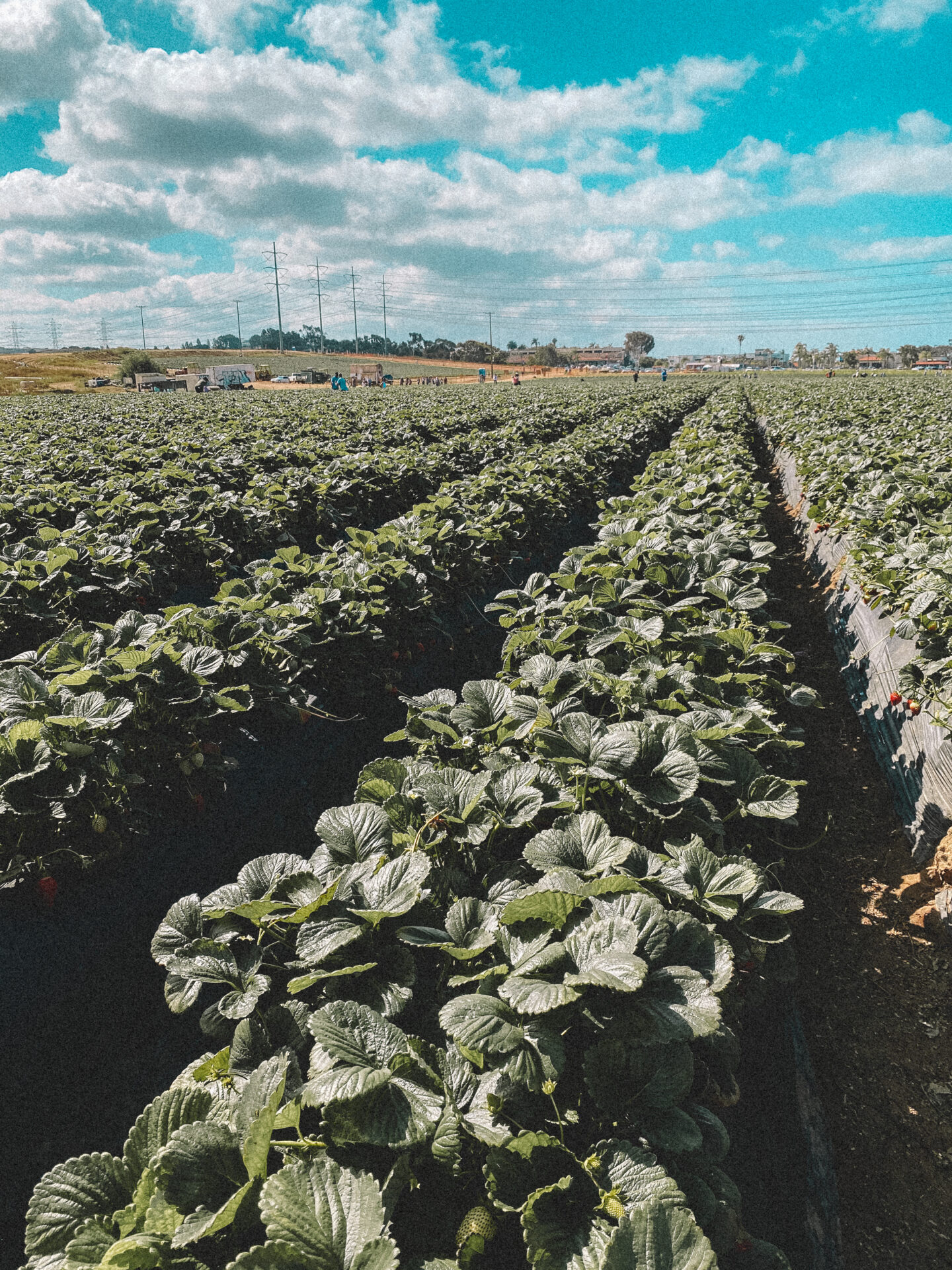 6 Things to do in Carlsbad, California - Palm Trees & Pellegrino. The Carlsbad Strawberry Company, berry picking San Diego.