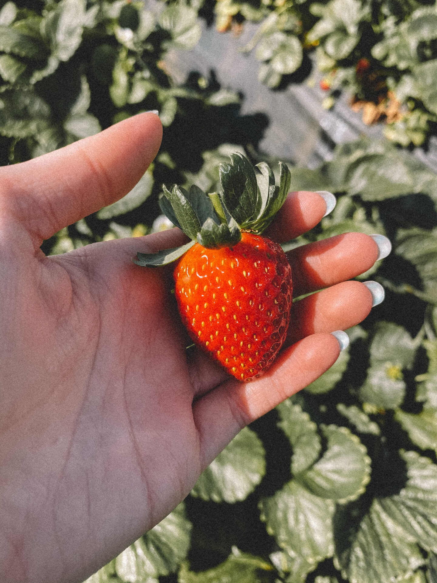 u_pick_strawberries_san_diego