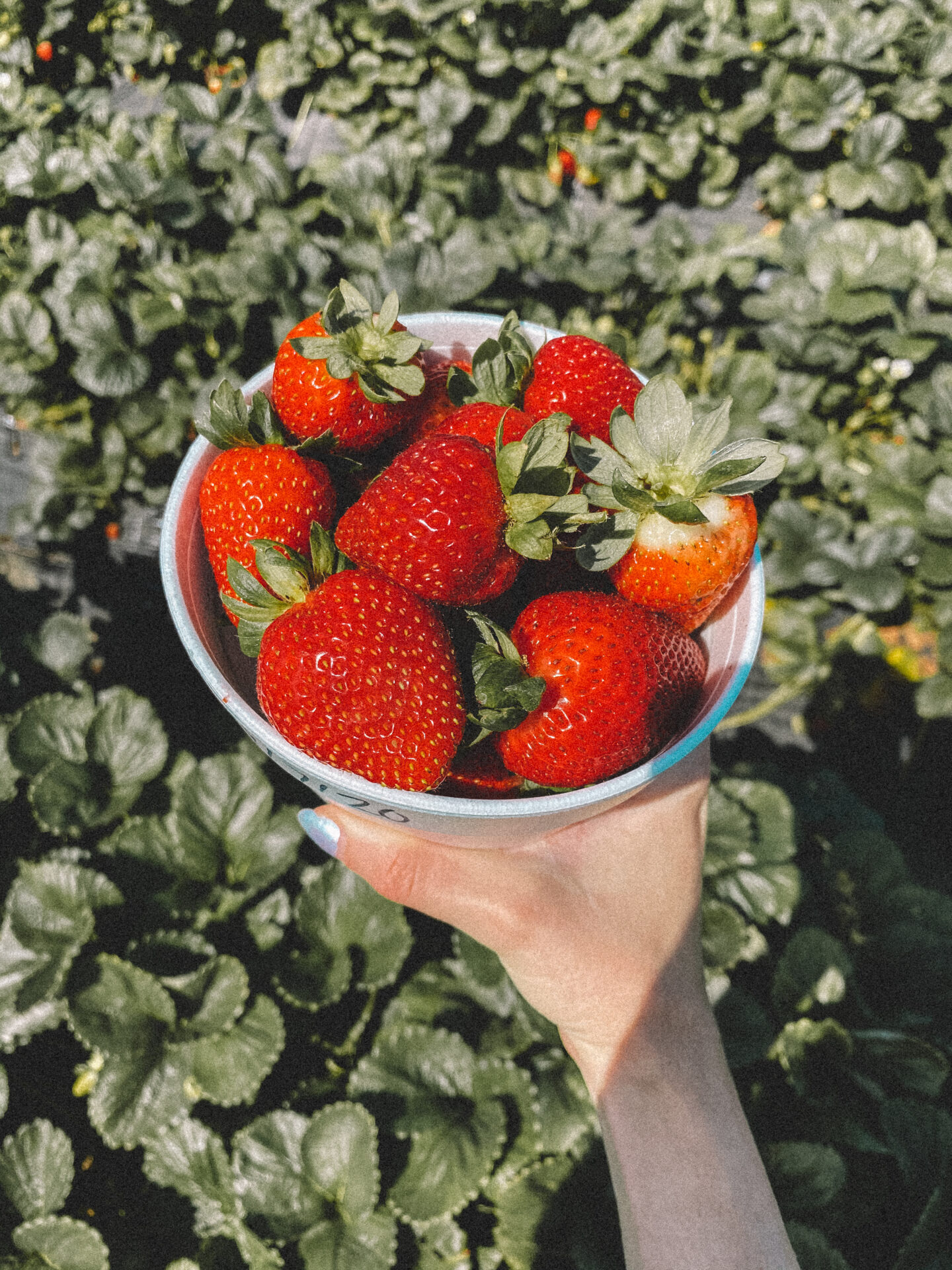 san_diego_strawberry_picking