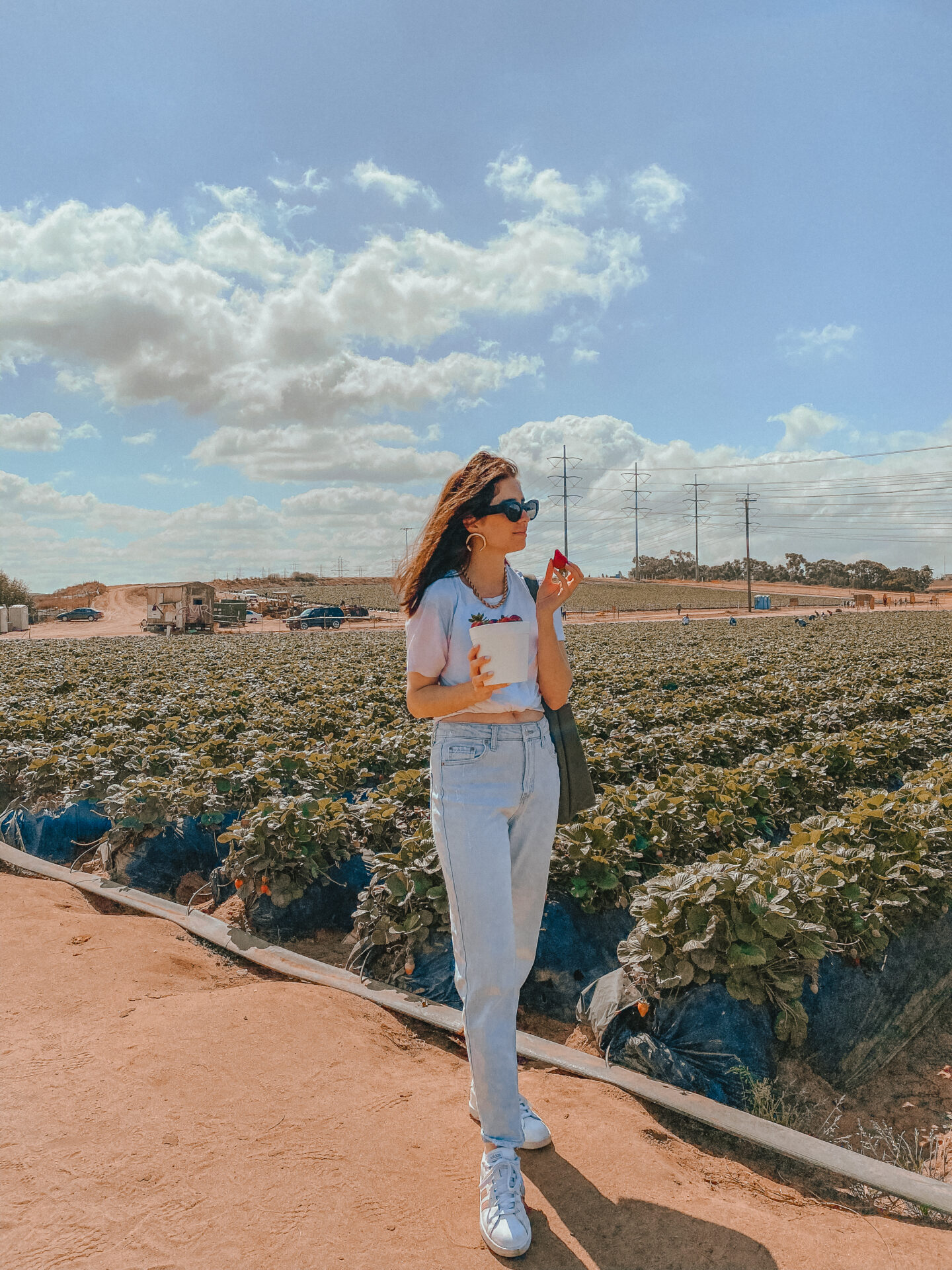 stawberry_picking_san_diego