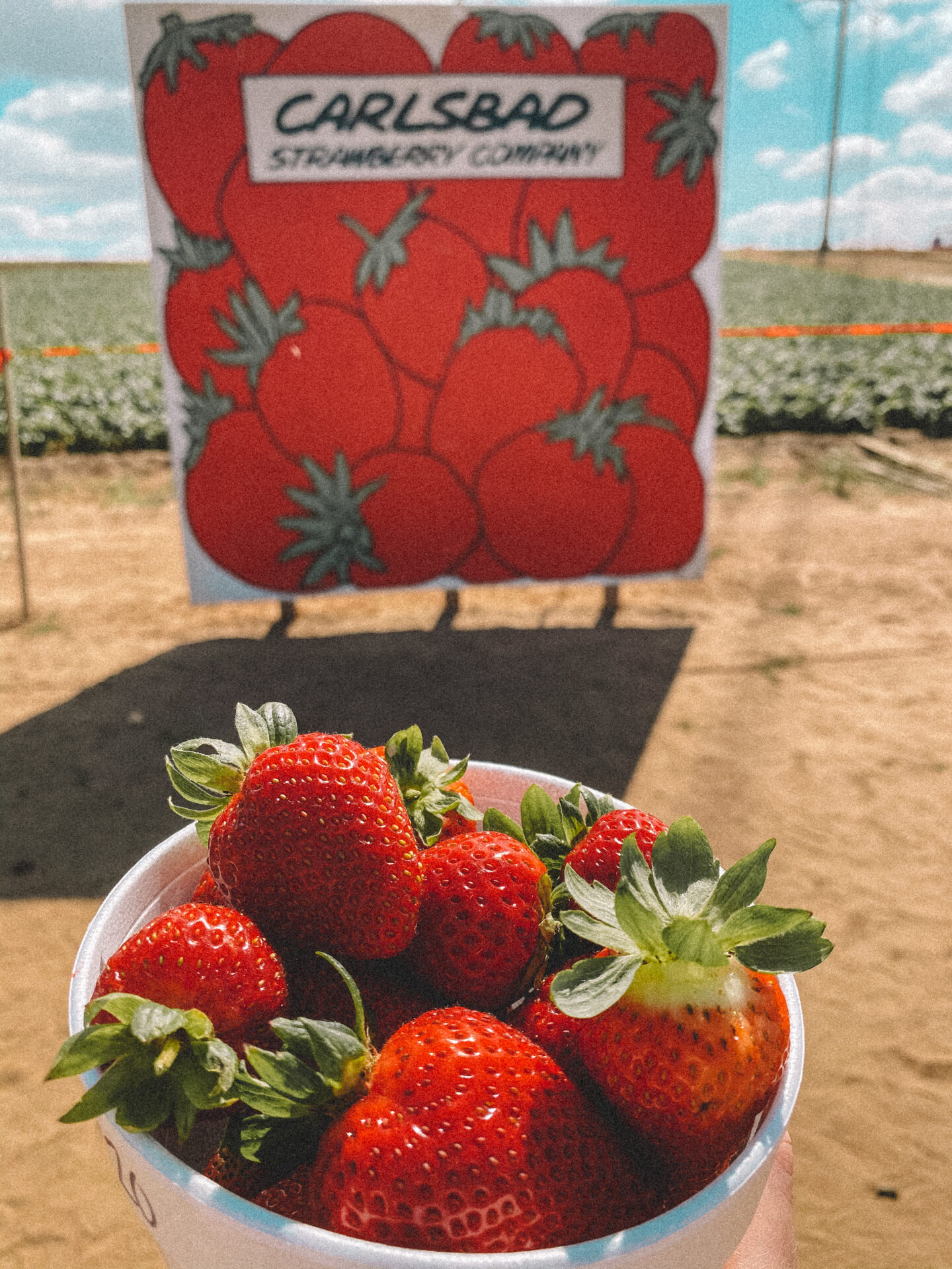 6 Things to do in Carlsbad, California - Palm Trees & Pellegrino. The Carlsbad Strawberry Company, berry picking San Diego.