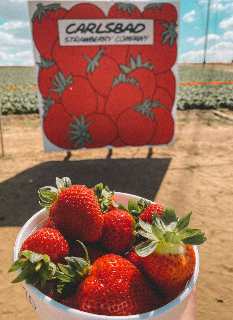 6 Things to do in Carlsbad, California - Palm Trees & Pellegrino. The Carlsbad Strawberry Company, berry picking San Diego.