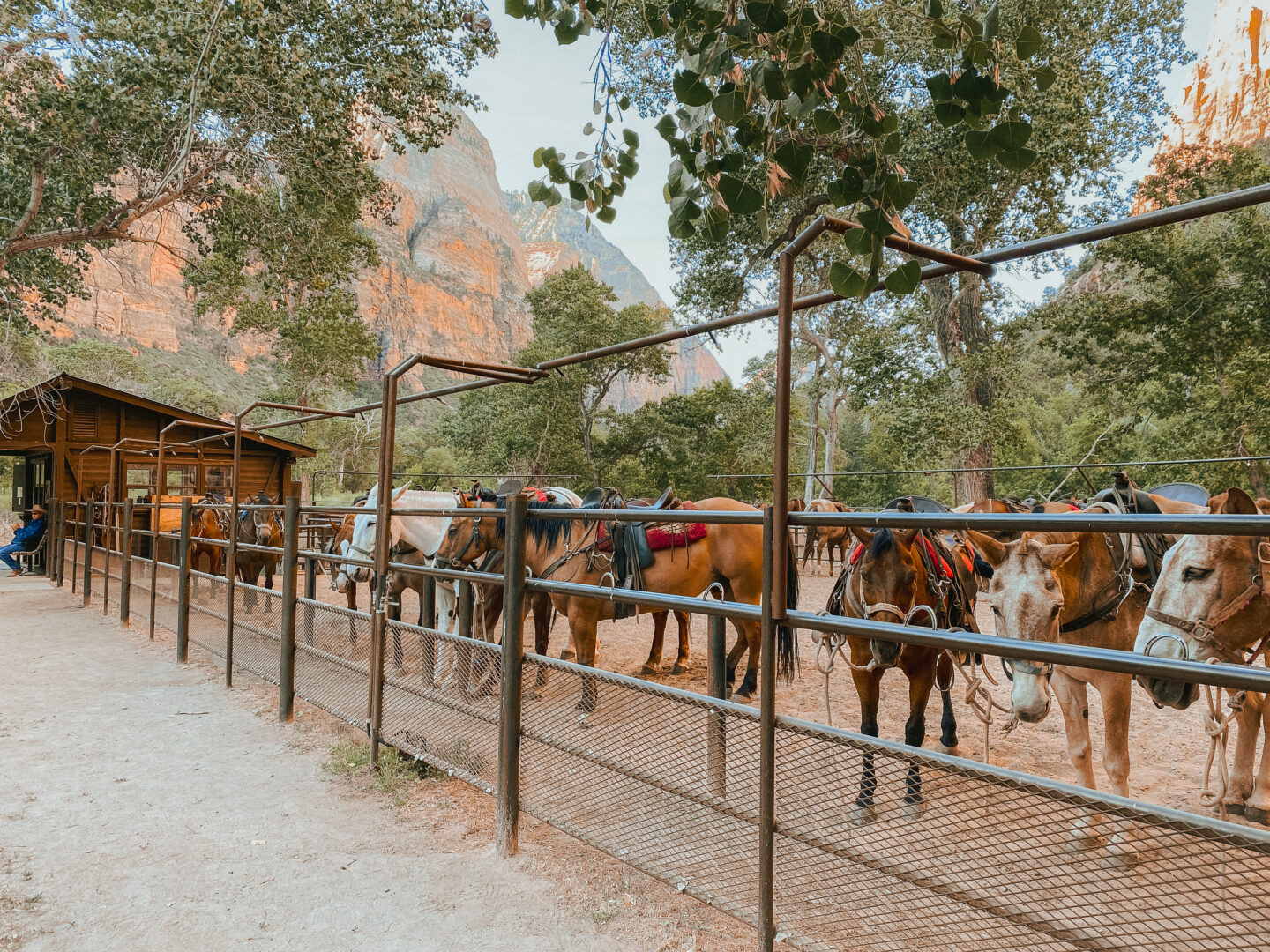 zion_horseback_riding