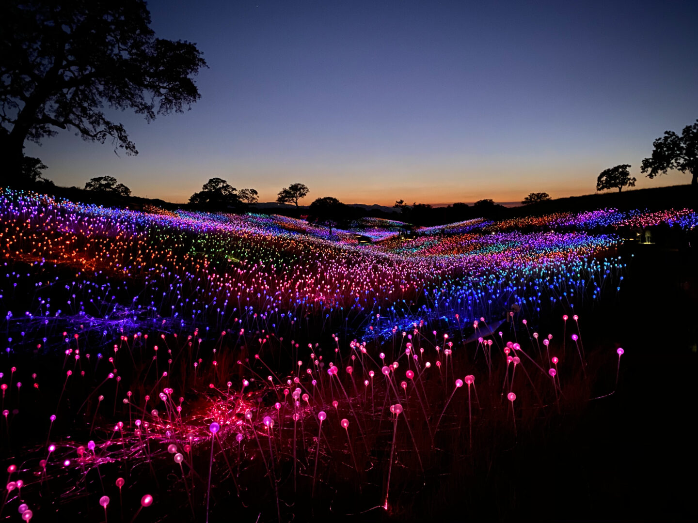 Tips for Road Tripping during COVID-19 - Sensorio Field of Light Paso Robles