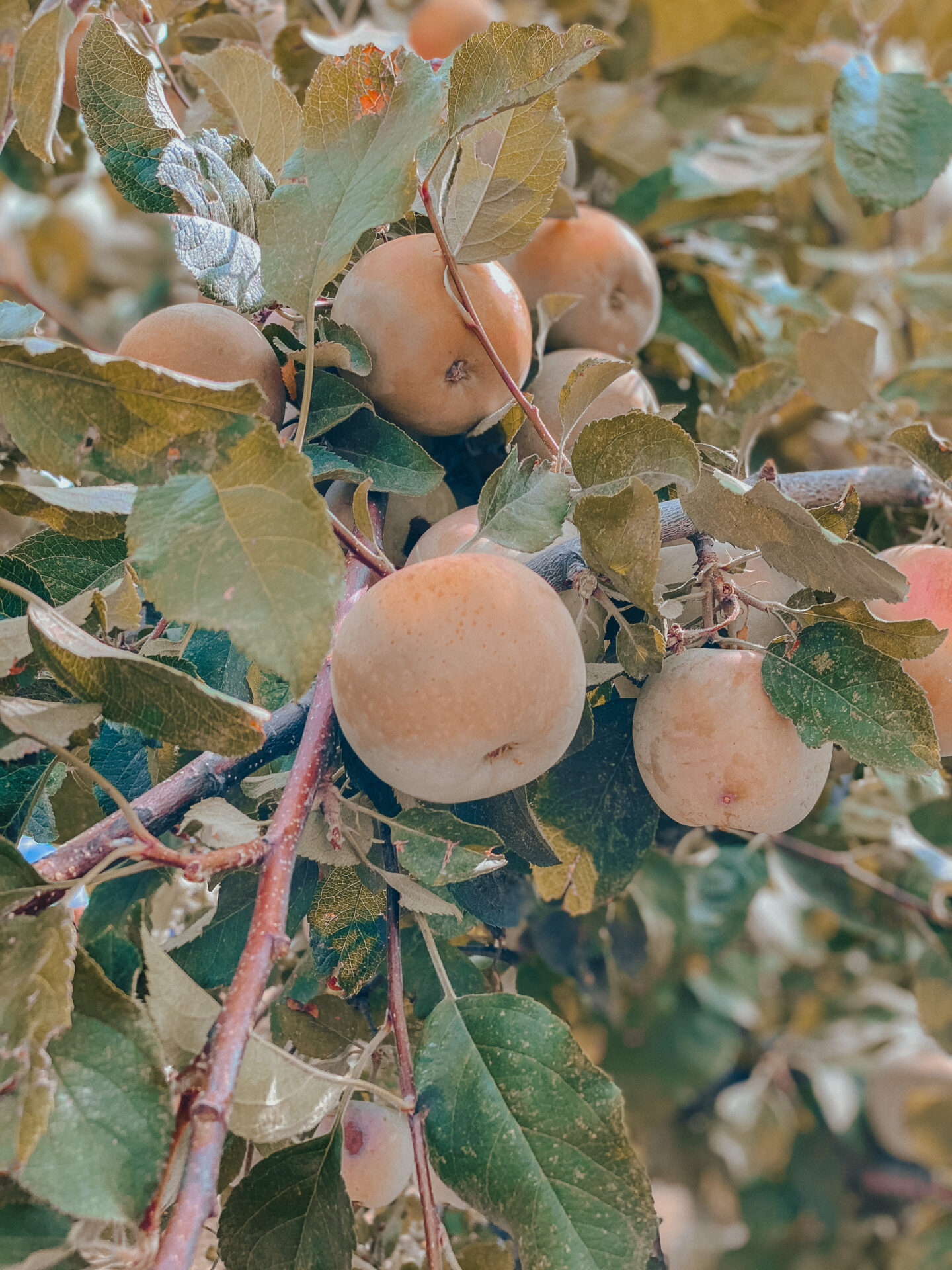 apple_picking_julian