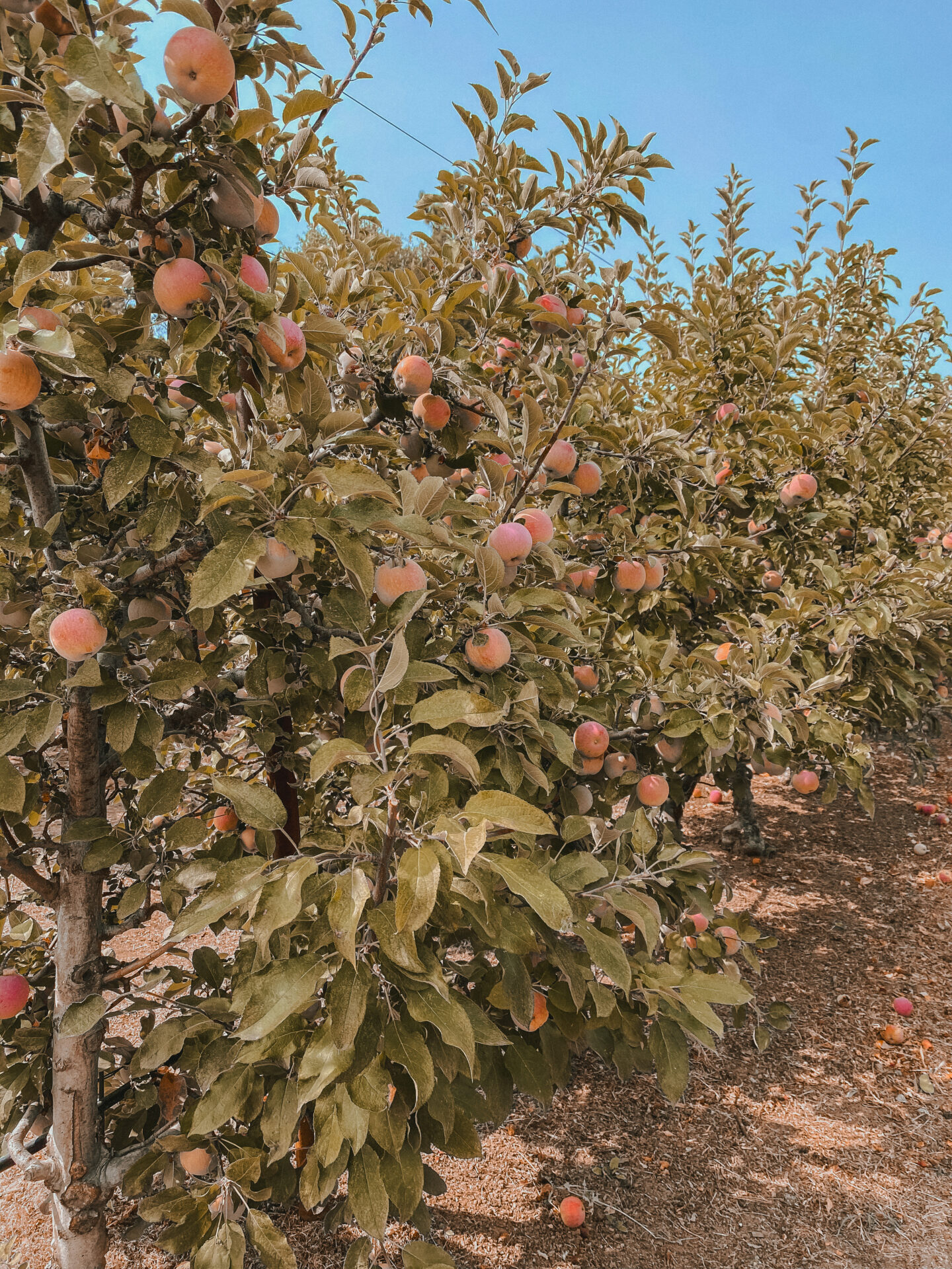 Volcan Valley Apple Farm