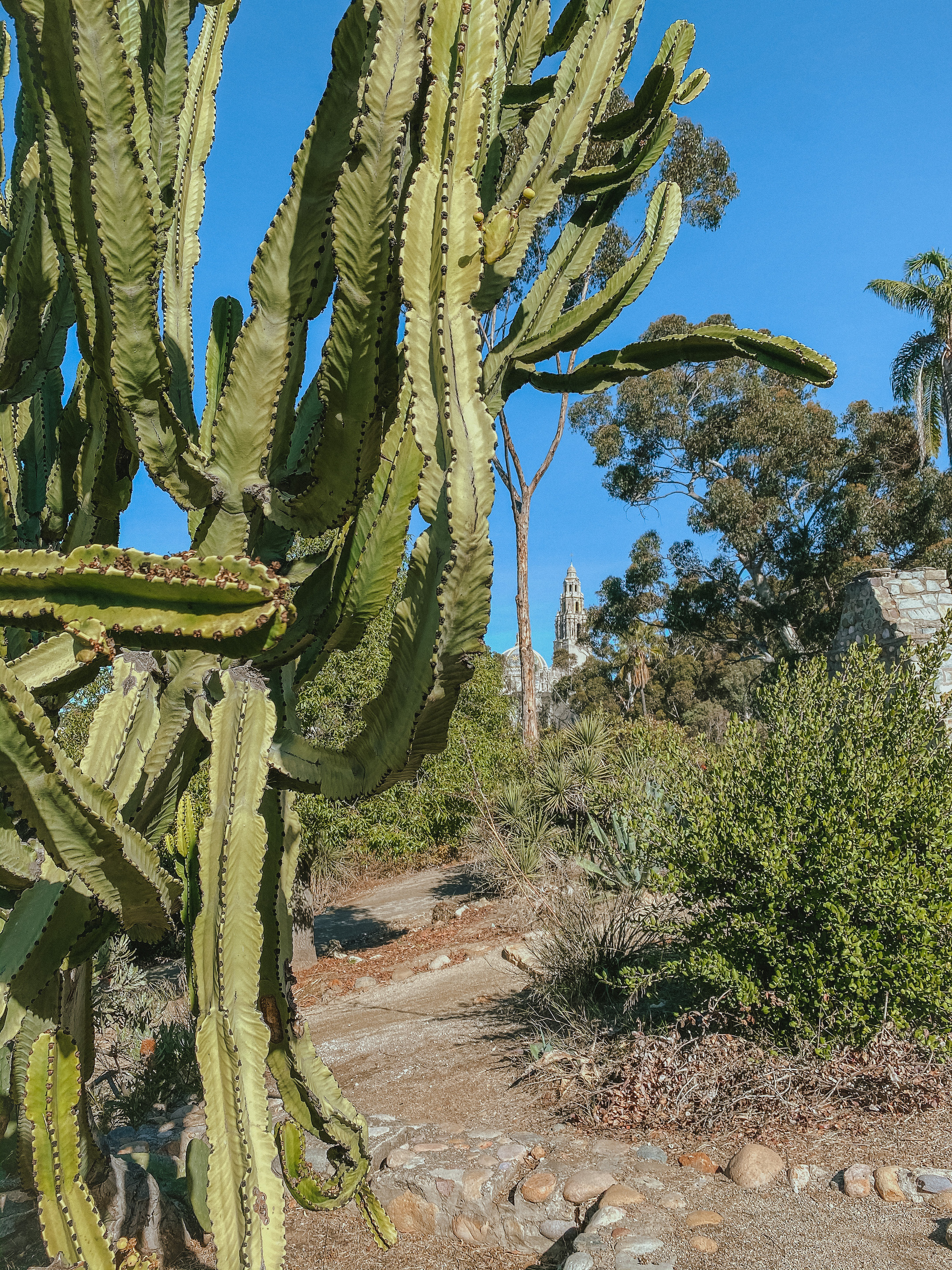 Things to do in Balboa Park: How to spend one day at San Diego's top attraction Palm Trees and Pellegrino San Diego travel tips - The Old Cactus Garden in Balboa Park