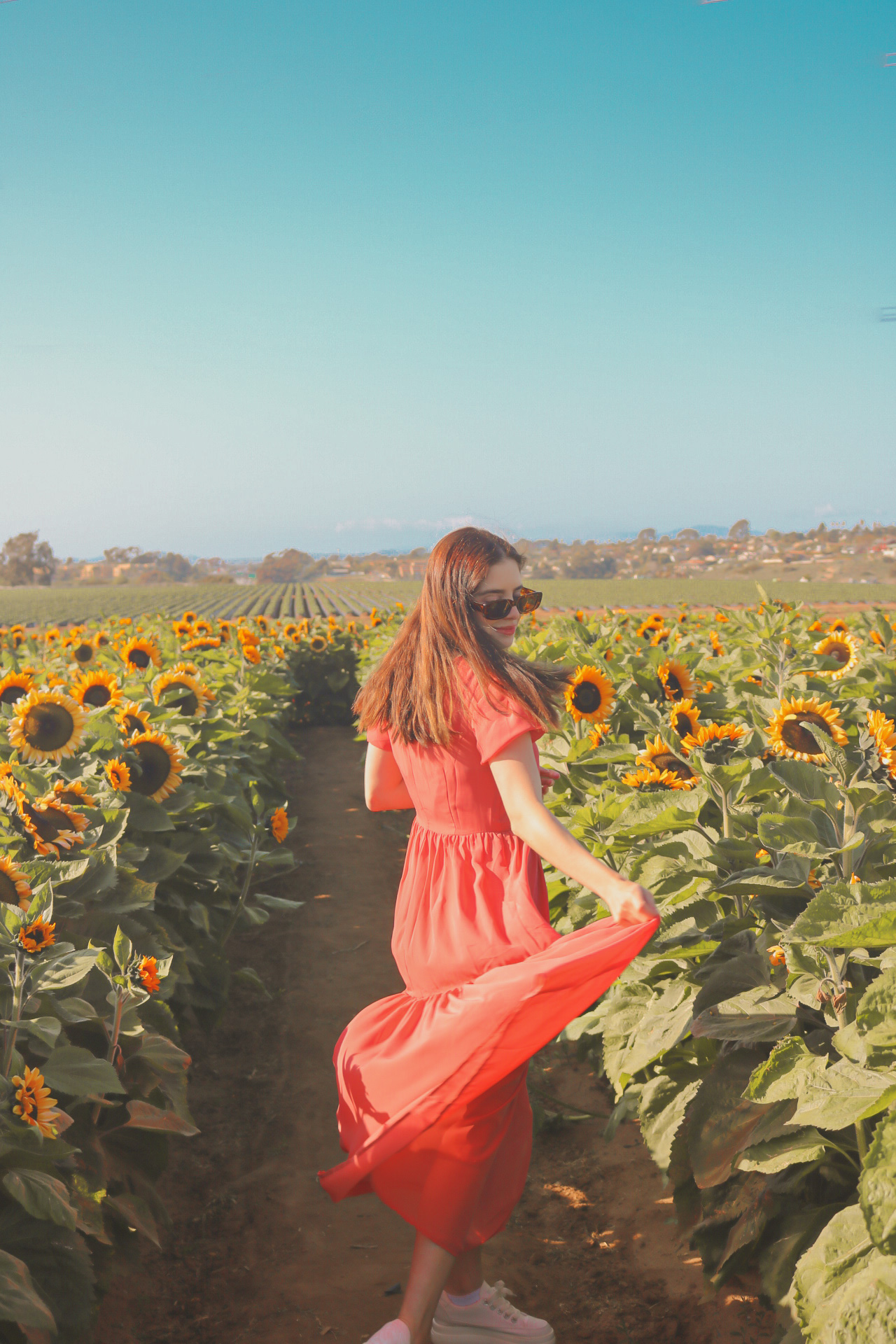 San Diego sunflower fields