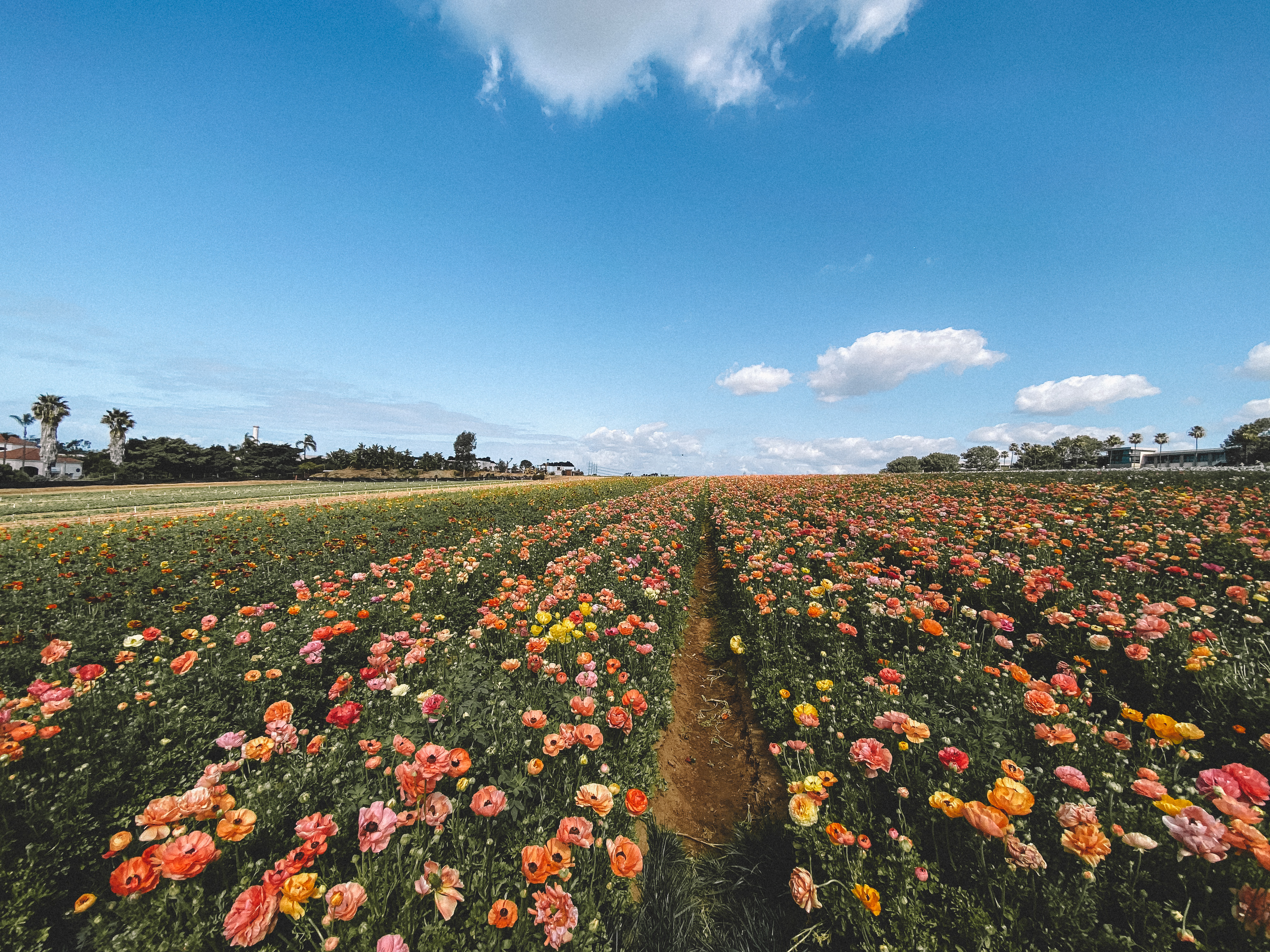 The Carlsbad Flower Fields - Palm Trees and Pellegrino, San Diego things to do, San Diego flower fields