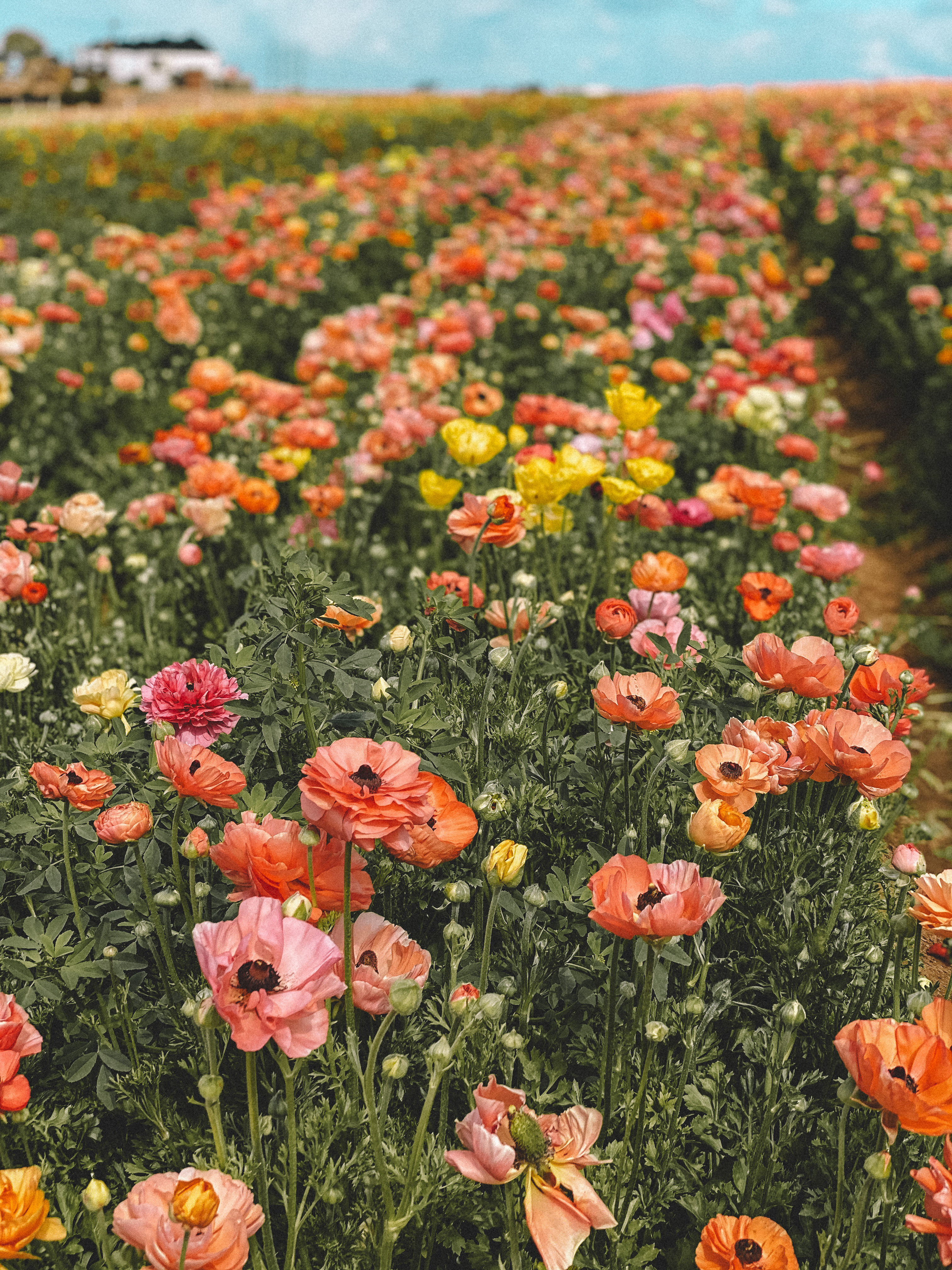 Palm Trees and Pellegrino, San Diego things to do, San Diego flower fields