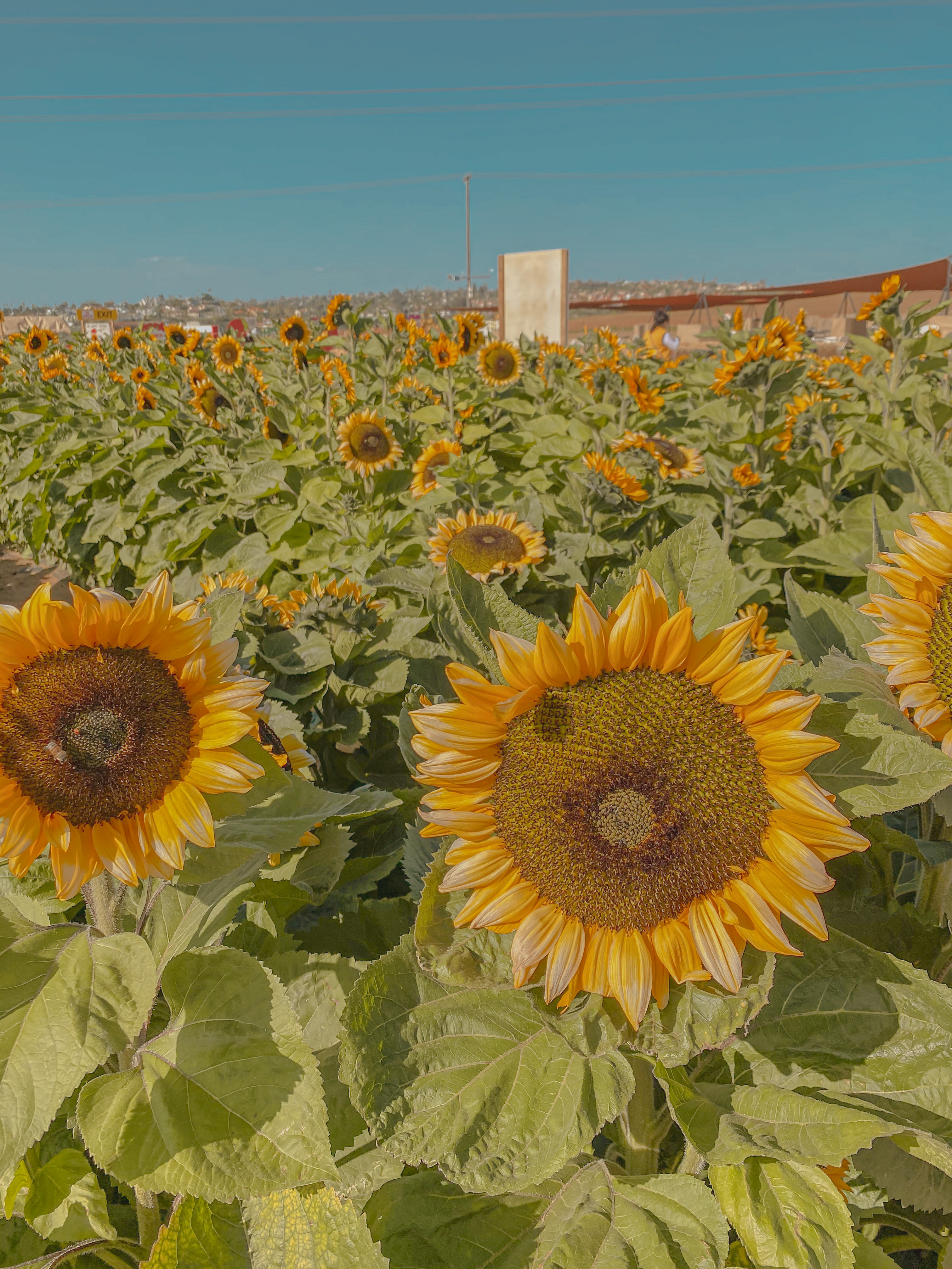 San Diego sunflower fields