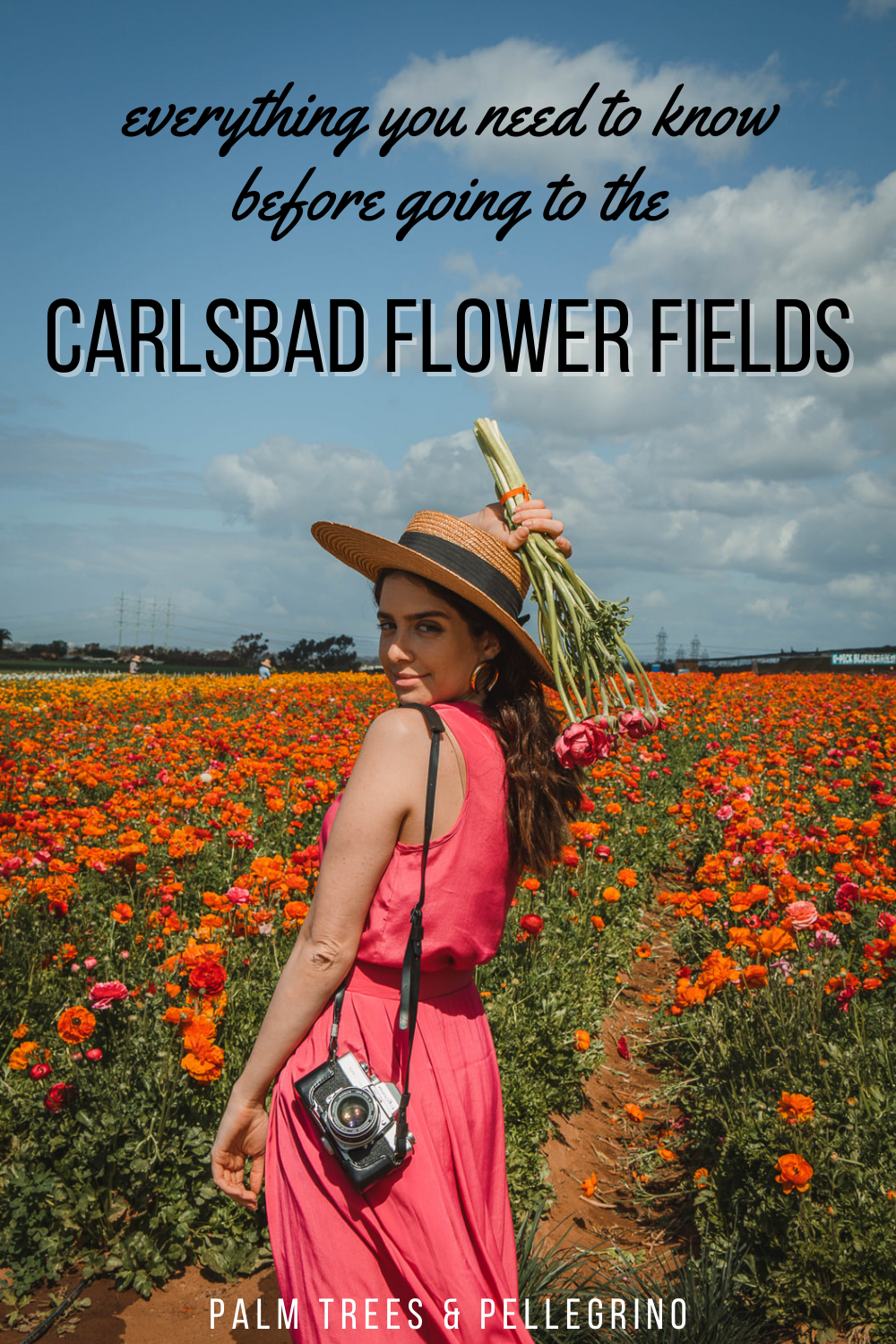 Tips for Visiting the The Carlsbad Flower Fields - Palm Trees and Pellegrino, San Diego things to do, San Diego flower fields
