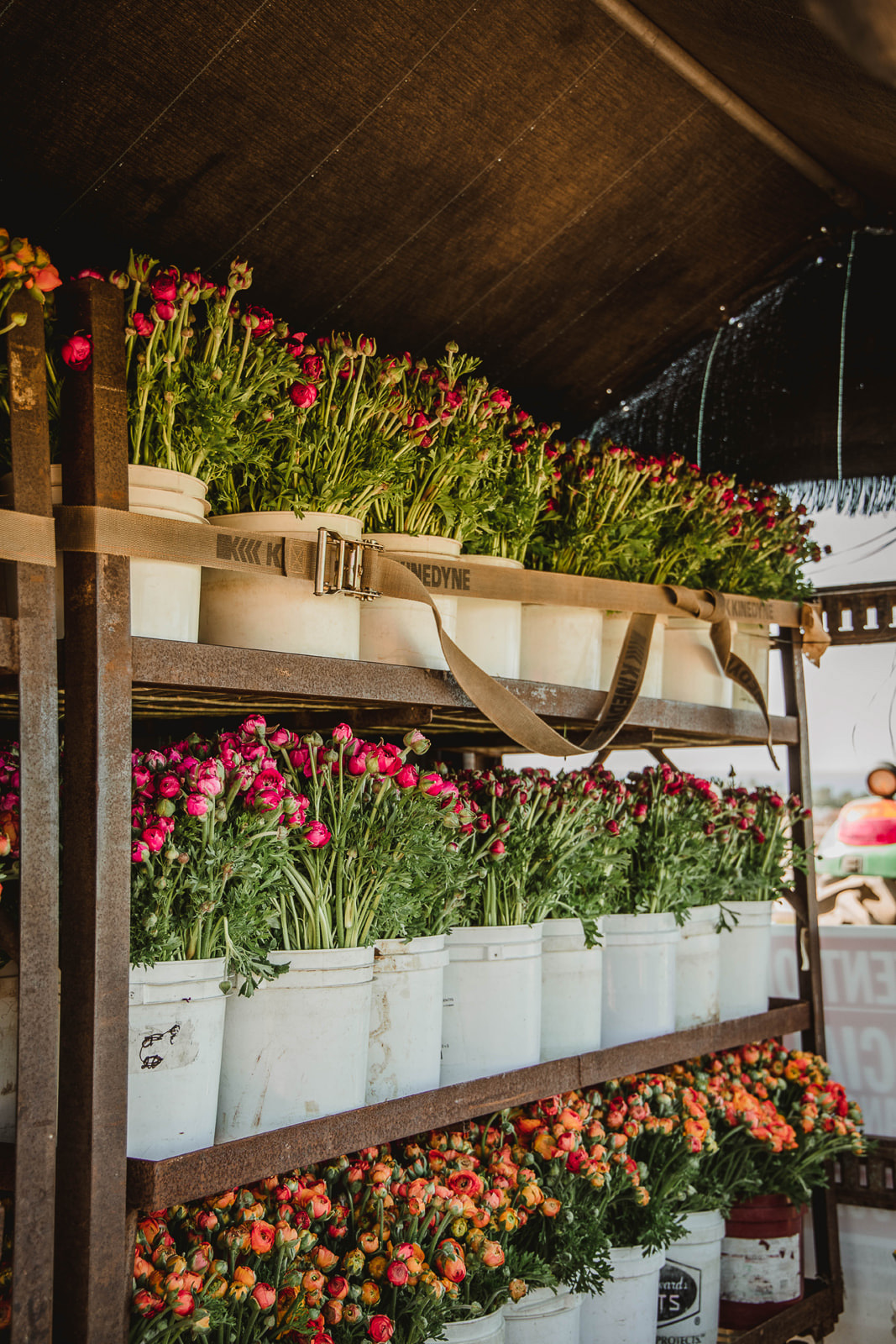 Row of fresh bouquets at the flower fields in San Diego