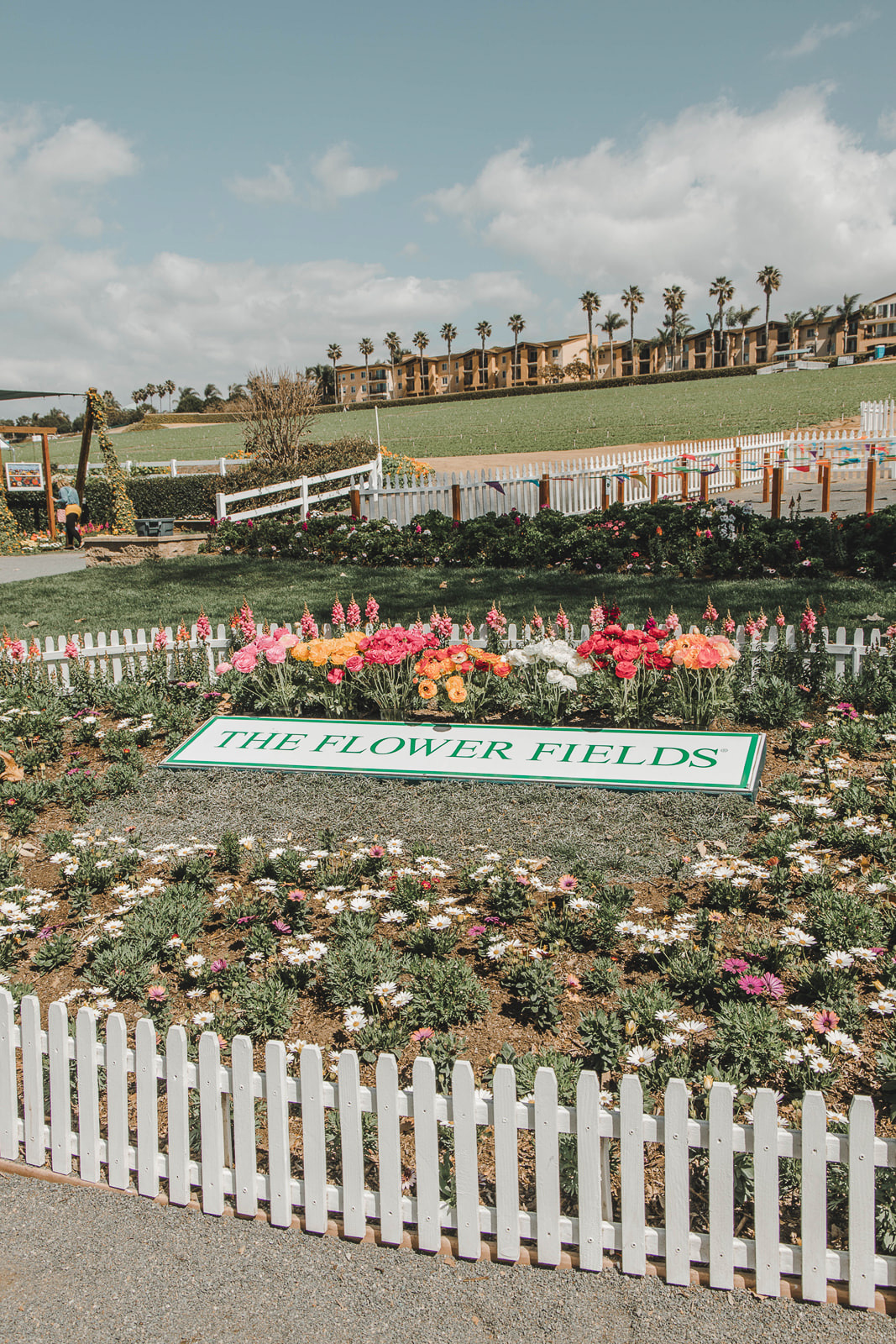 Everything you need to know about visiting the Carlsbad Flower Fields - Palm Trees and Pellegrino, San Diego things to do, San Diego flower fields