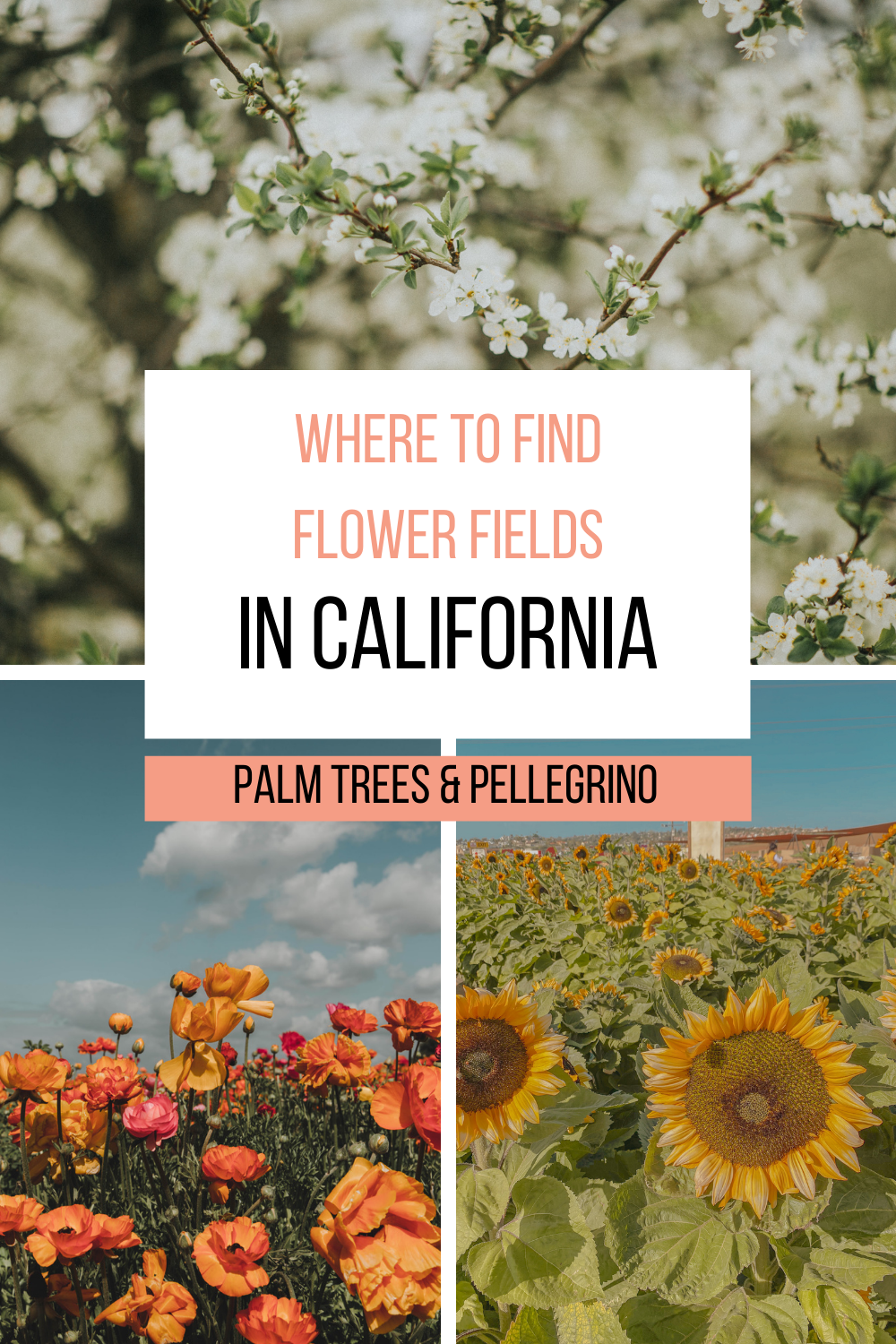 The best flower fields in California - Palm Trees & Pellegrino California travel tips
