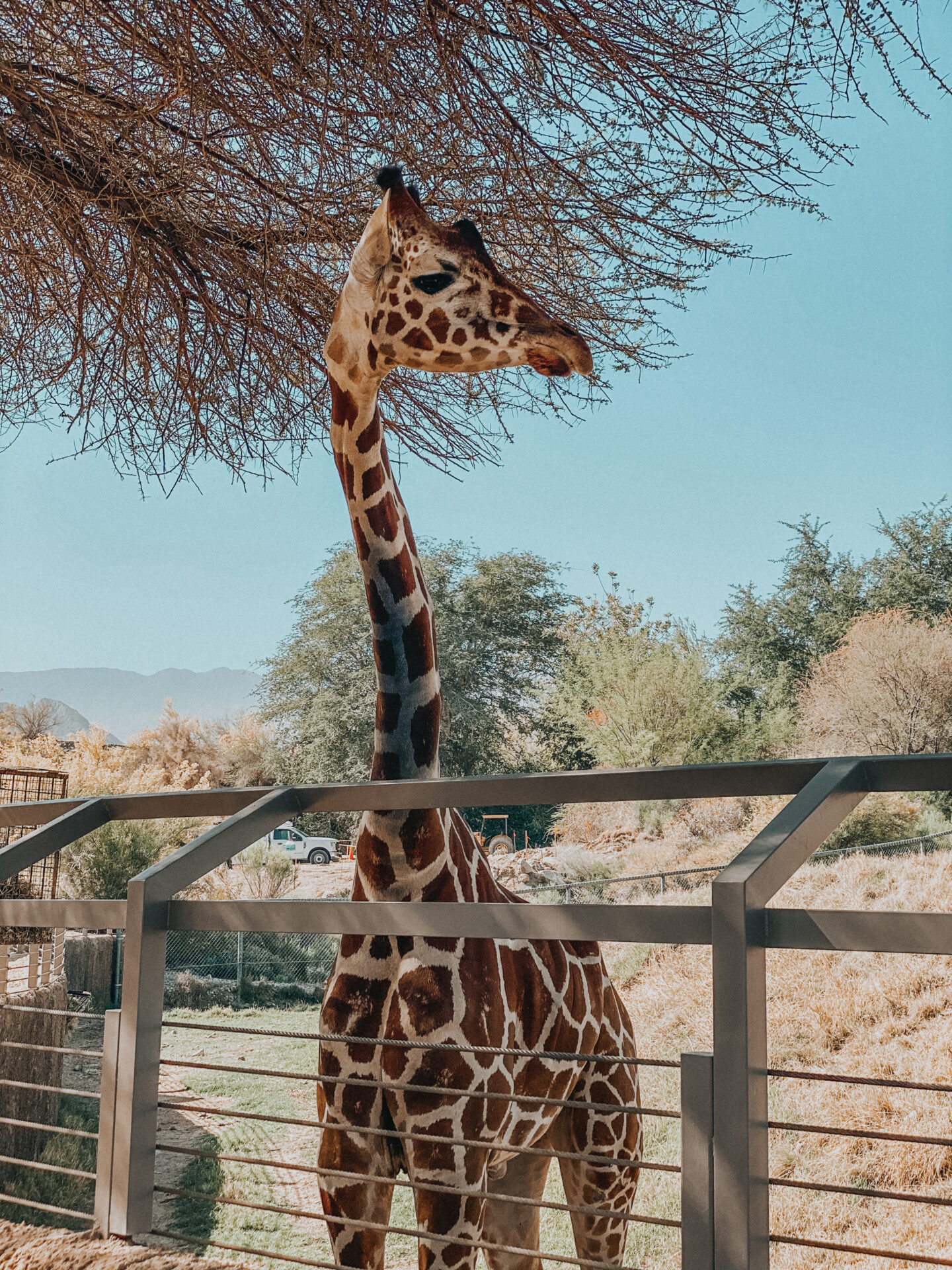 Palm Desert The Living Desert Zoo giraffe feeding - Palm Trees and Pellegrino California travel blog