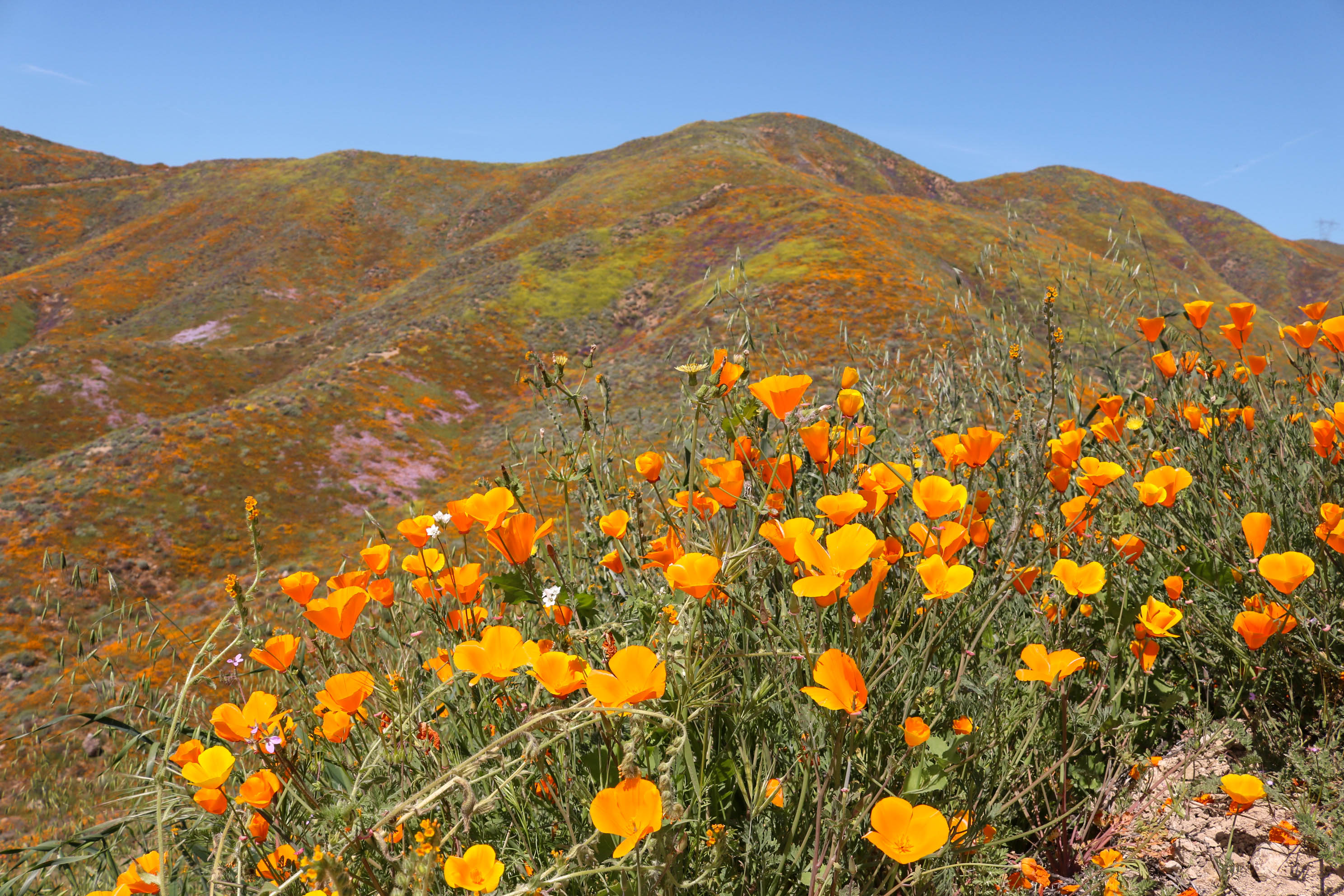 Poppy fields Antelope Valley - The best flower fields in California
