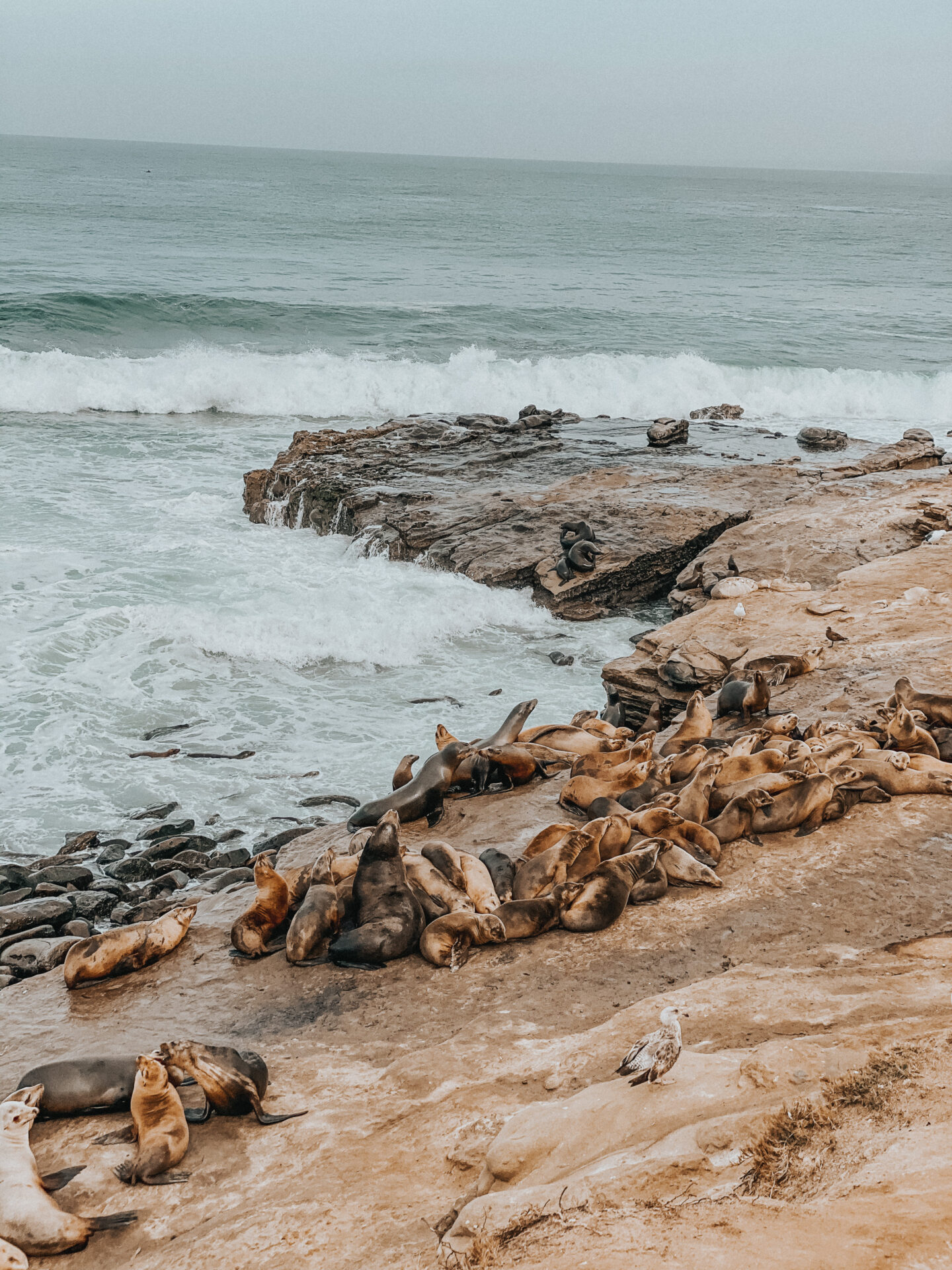 La Jolla seals - Palm Trees and Pellegrino San Diego travel tips