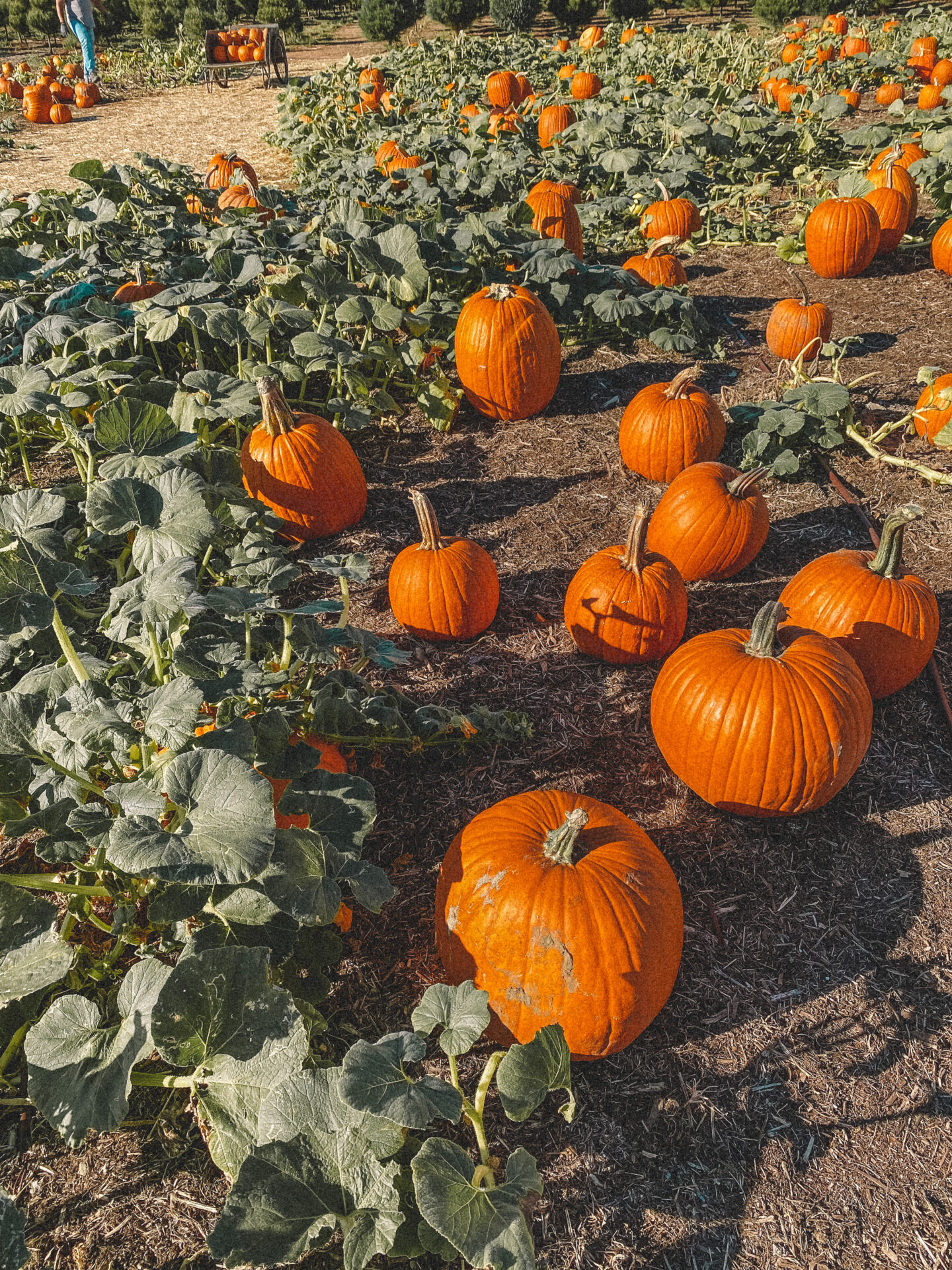 Best San Diego Pumpkin Patch