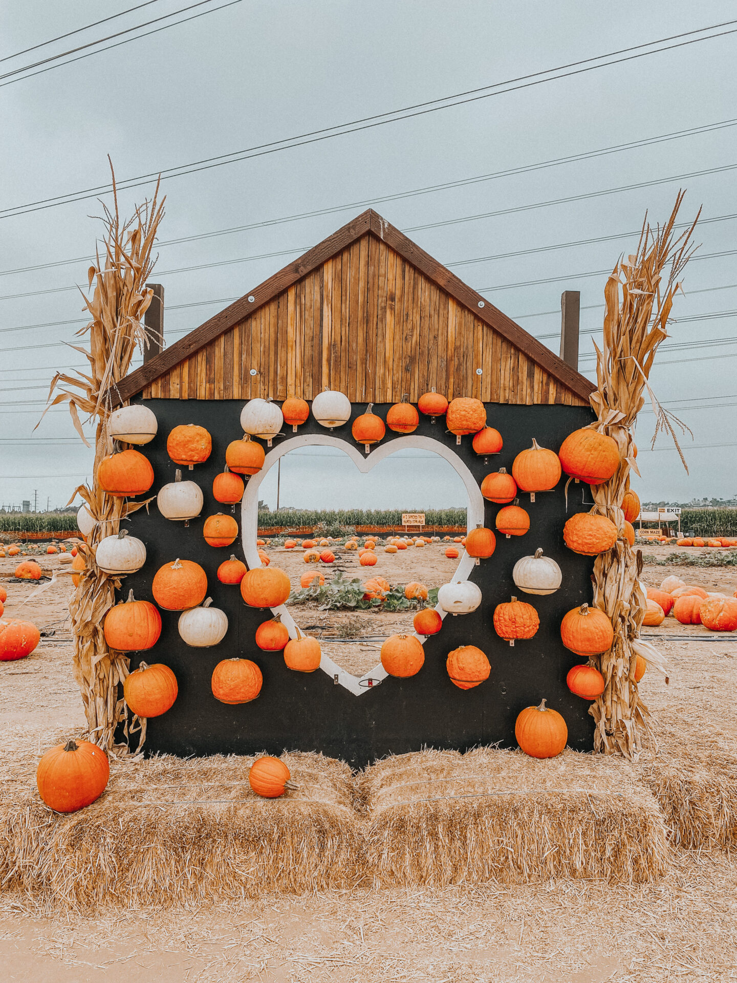 San Diego Pumpkin Patch