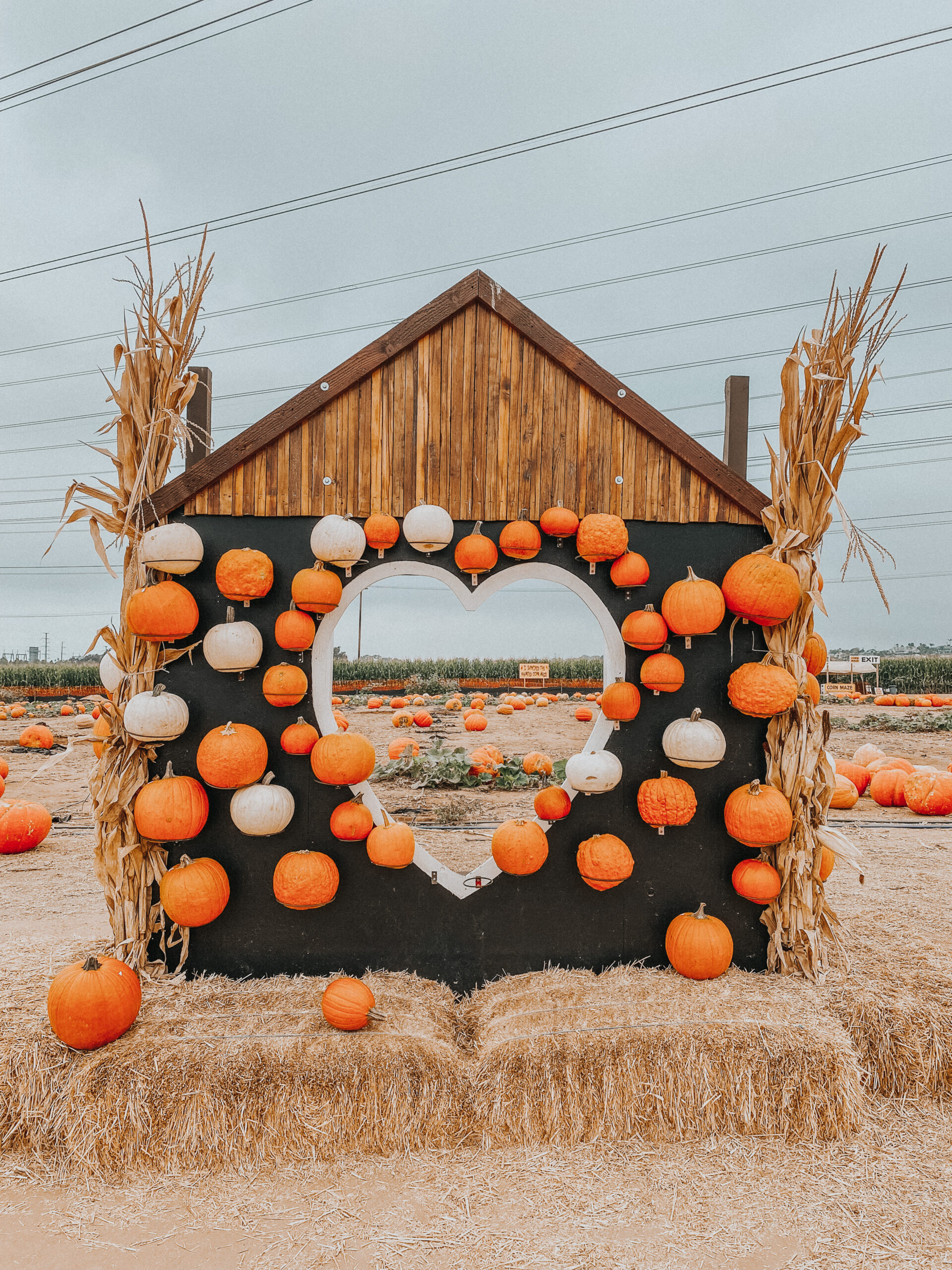 5 Best San Diego Pumpkin Patches