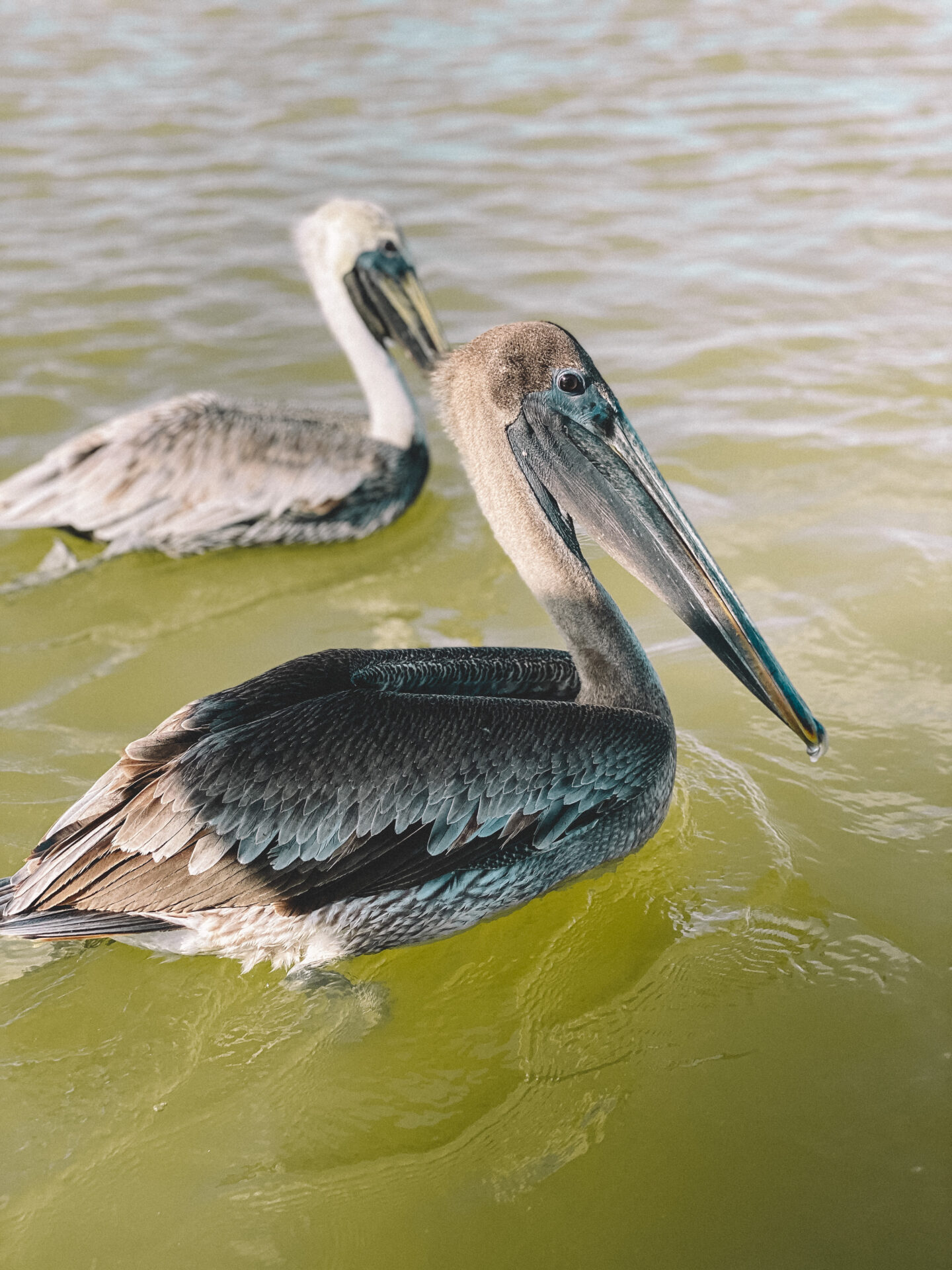 Rio Lagartos Yucatan